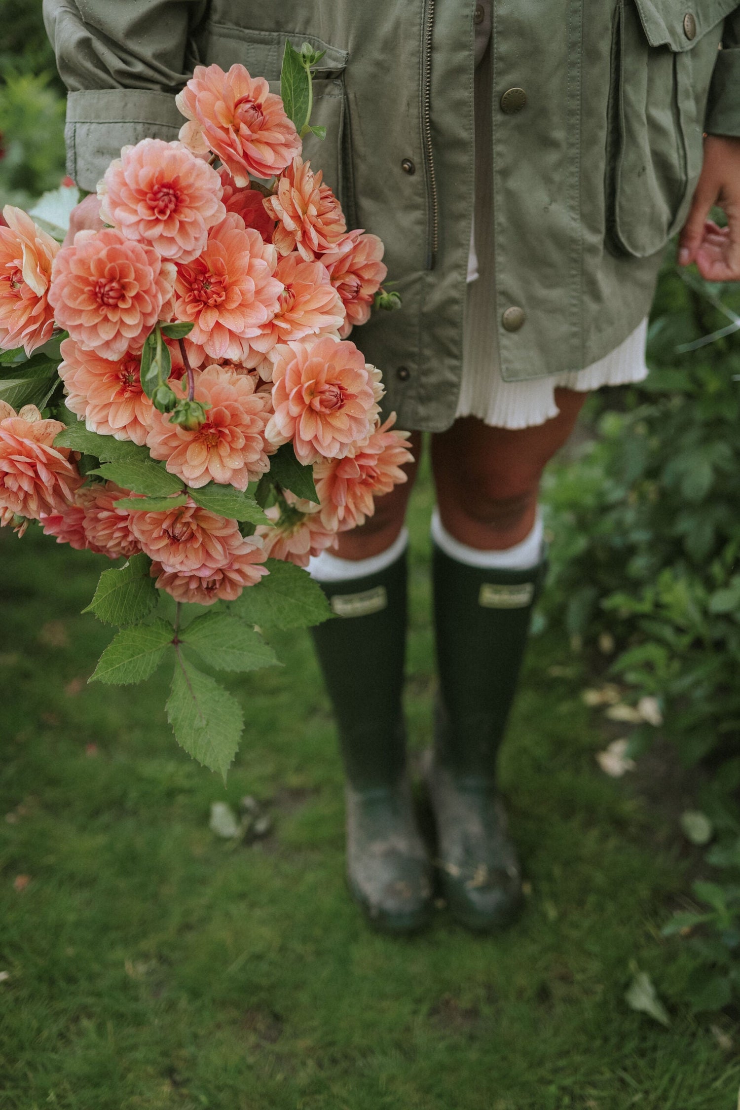 Dahlia - Yelno Harmony