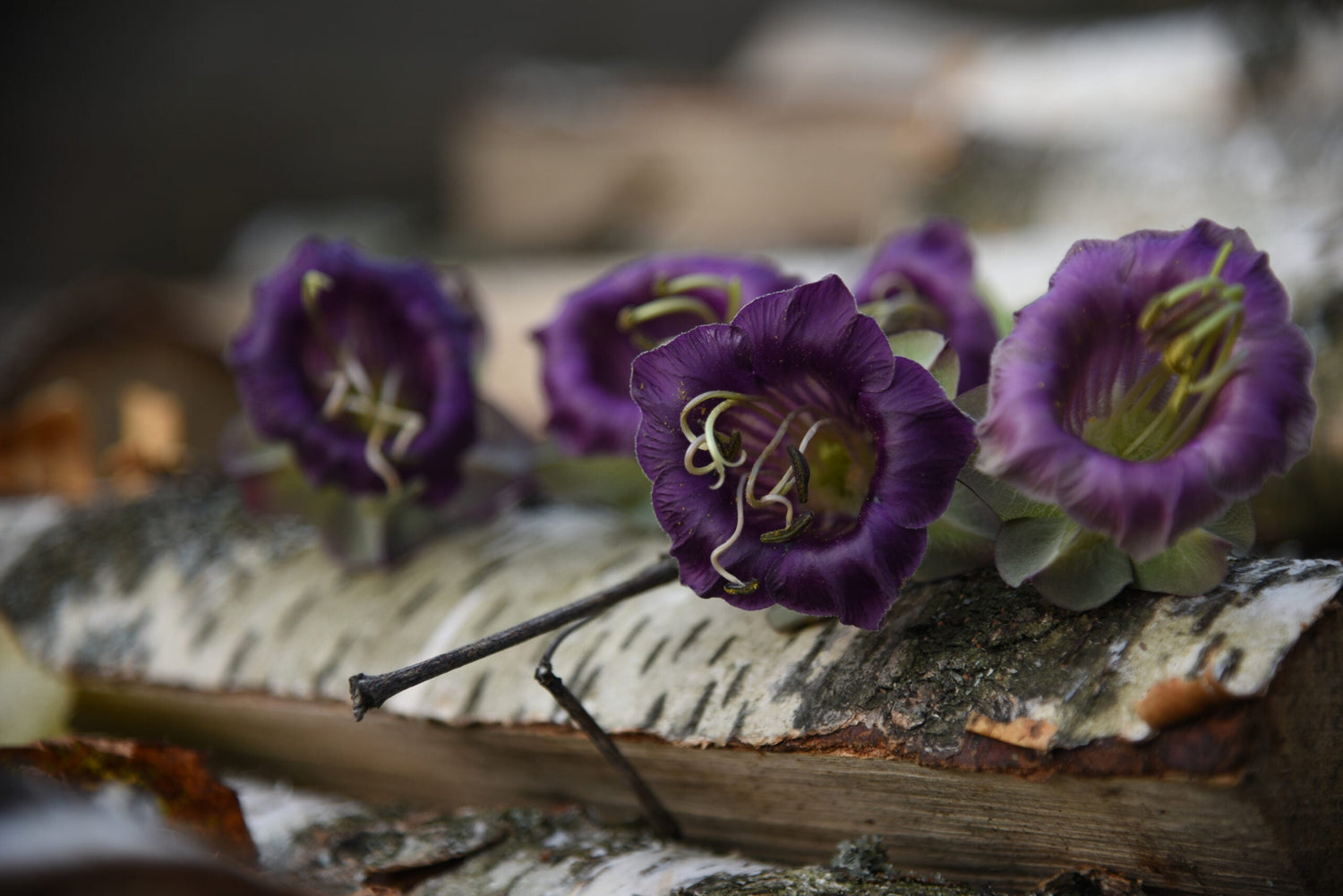 Klockranka - Violet Blue