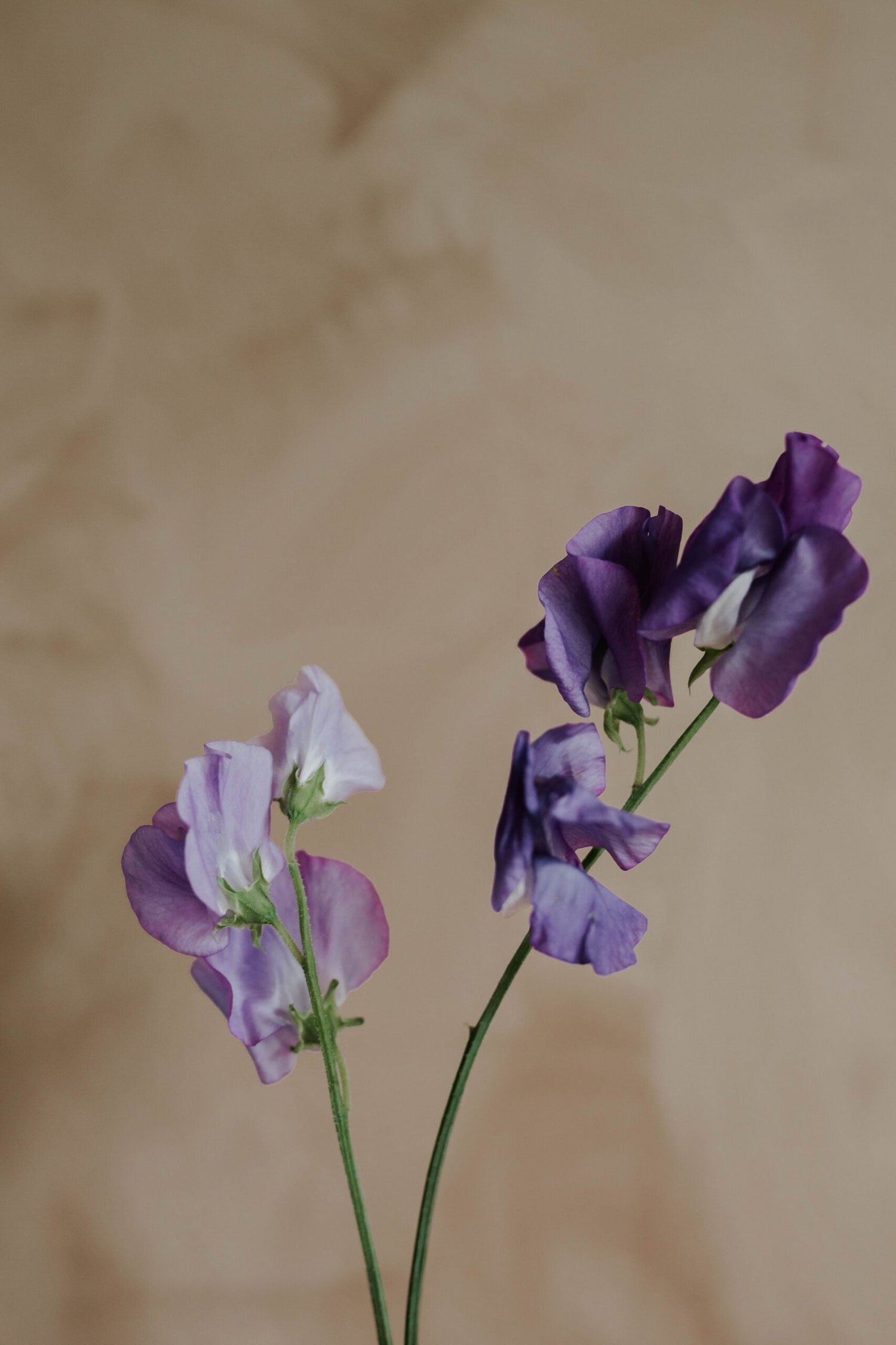 Sweet Pea - Royal Family Lavender