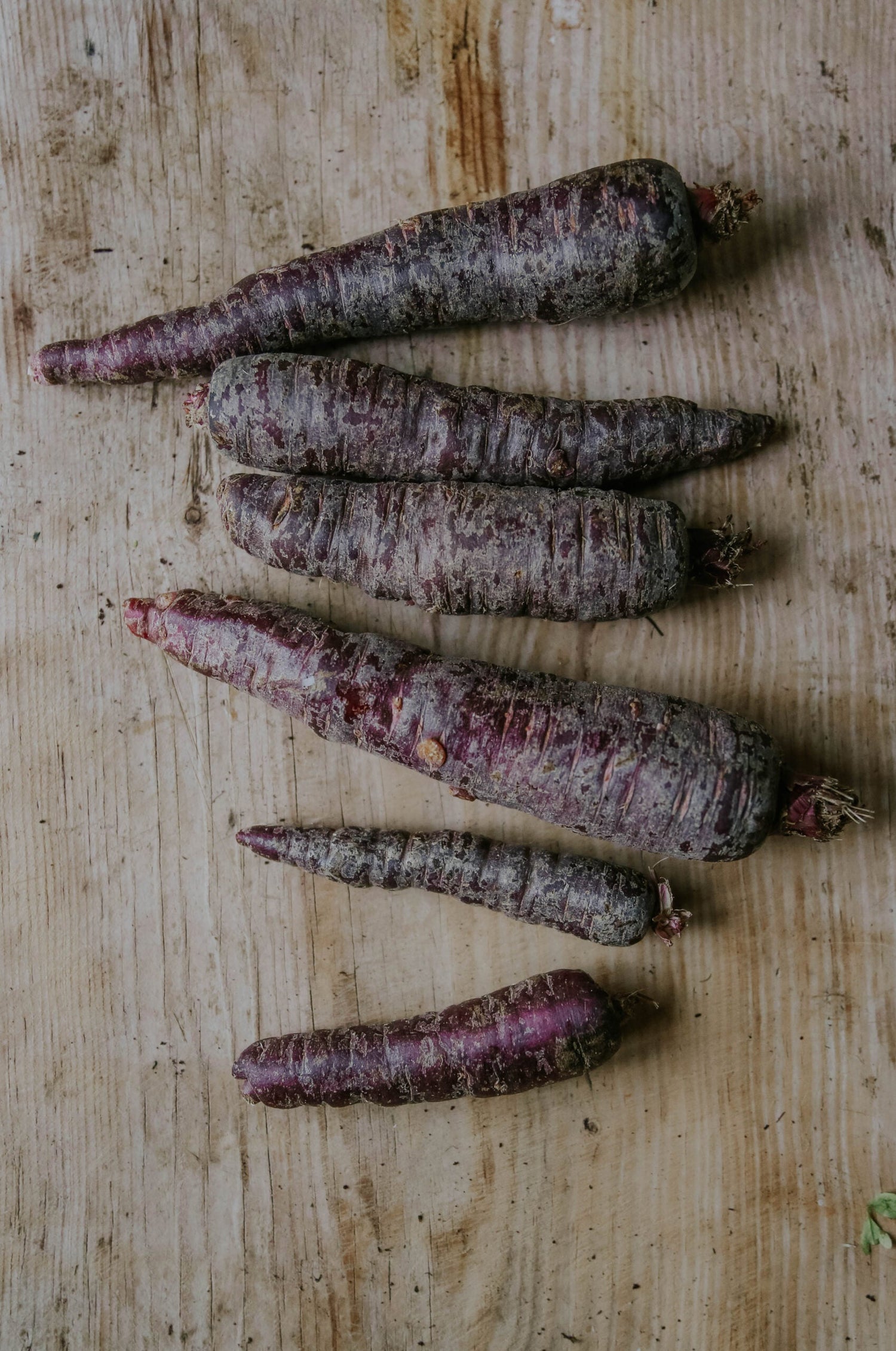 Carrot - Deep Purple