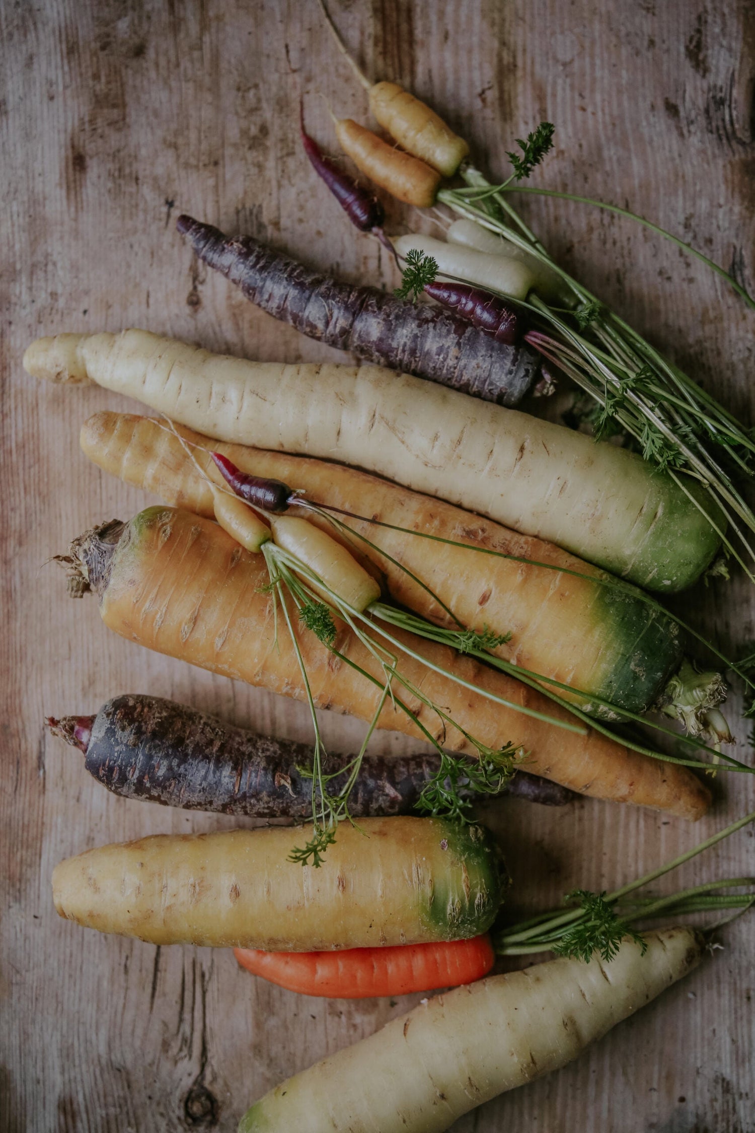 Carrot - Rainbow Mix F1