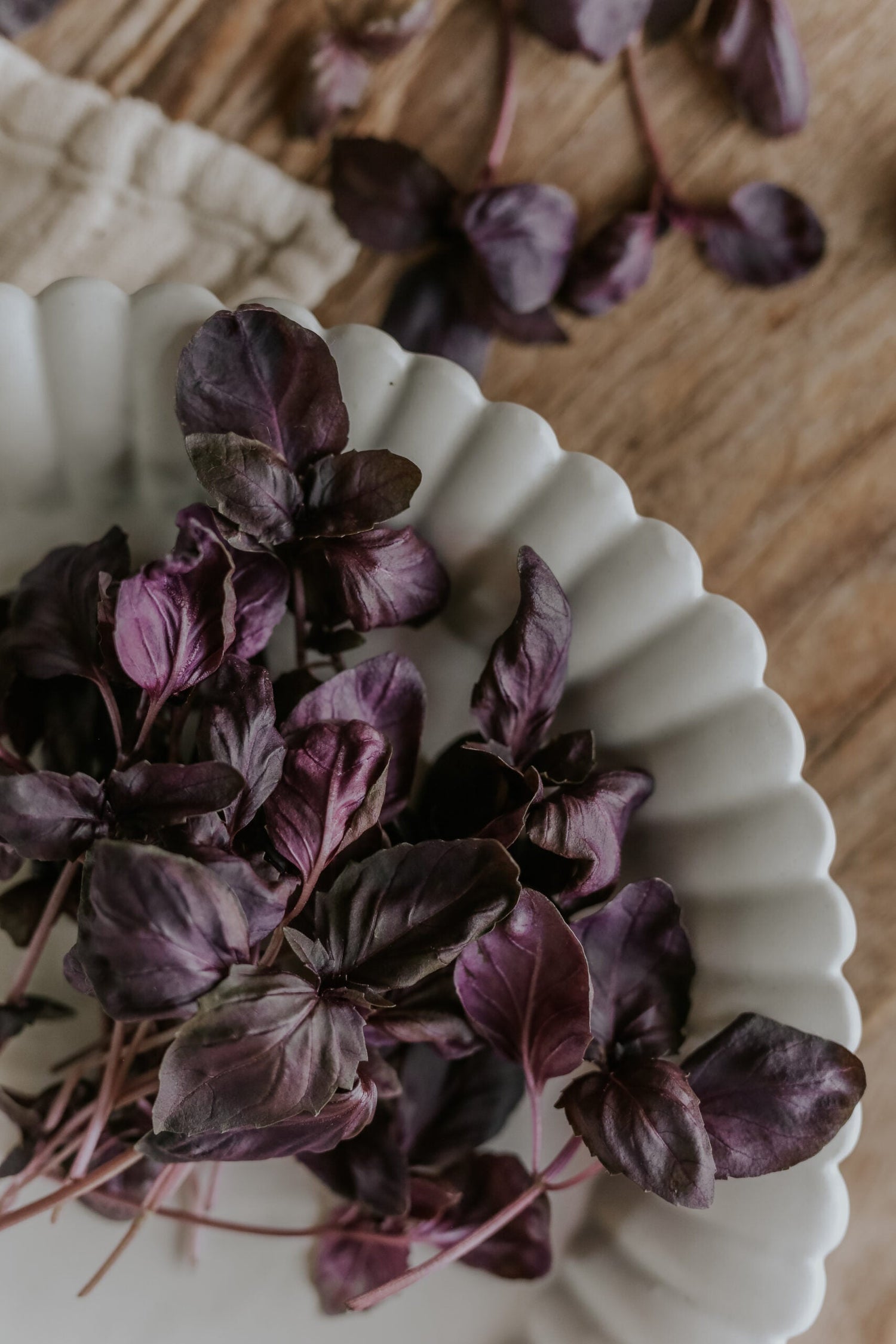 Purpurbasilika - Red Rubin EKO