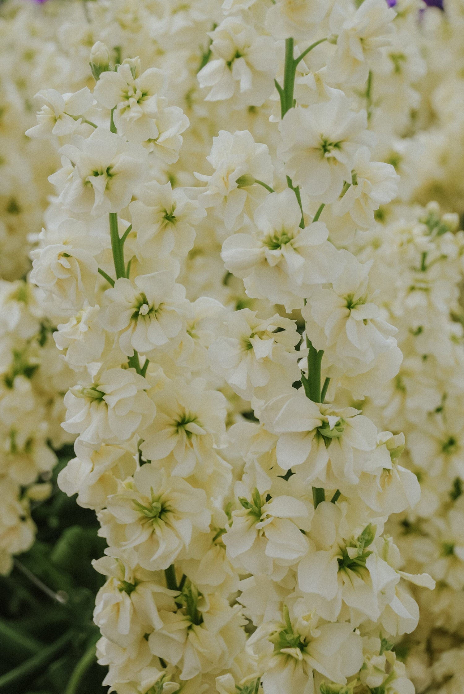 Levkoje - Noble Cream Yellow