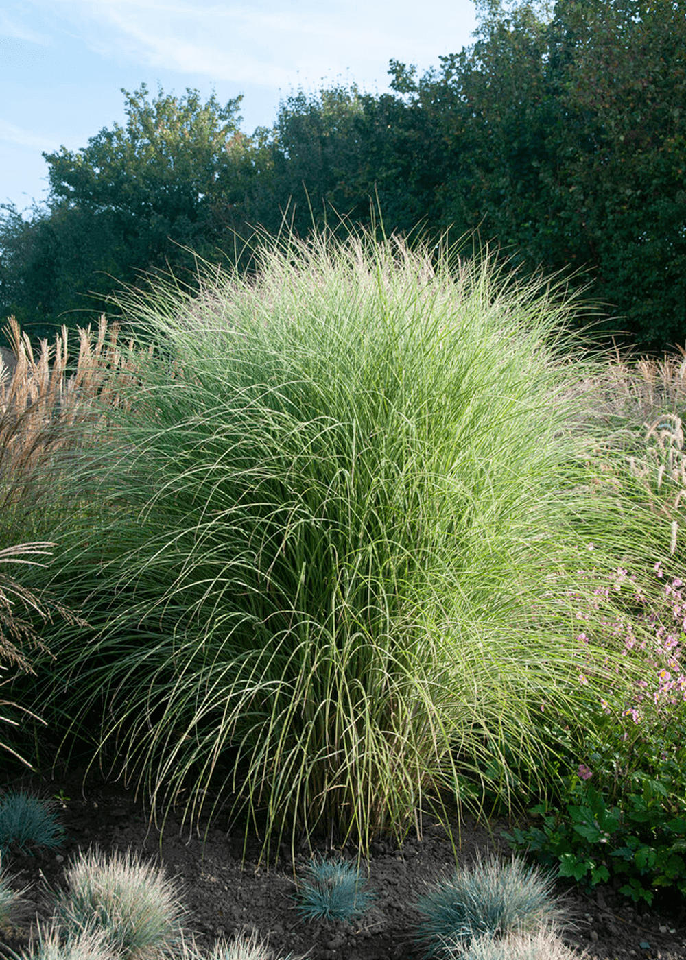 Miscanthus - Morning Light