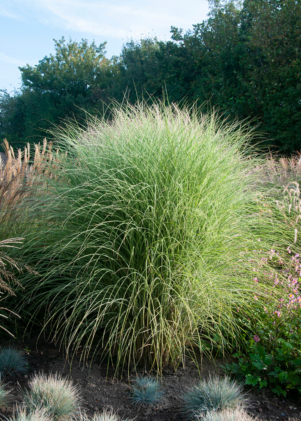 Pennisetum - Red Head