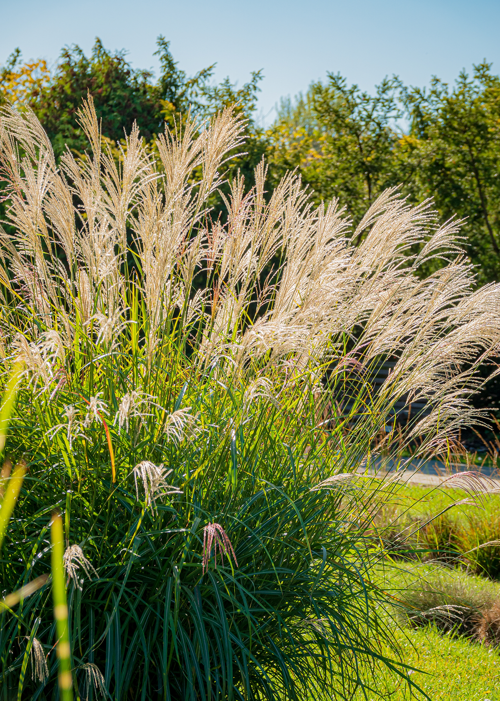Pennisetum - Red Head