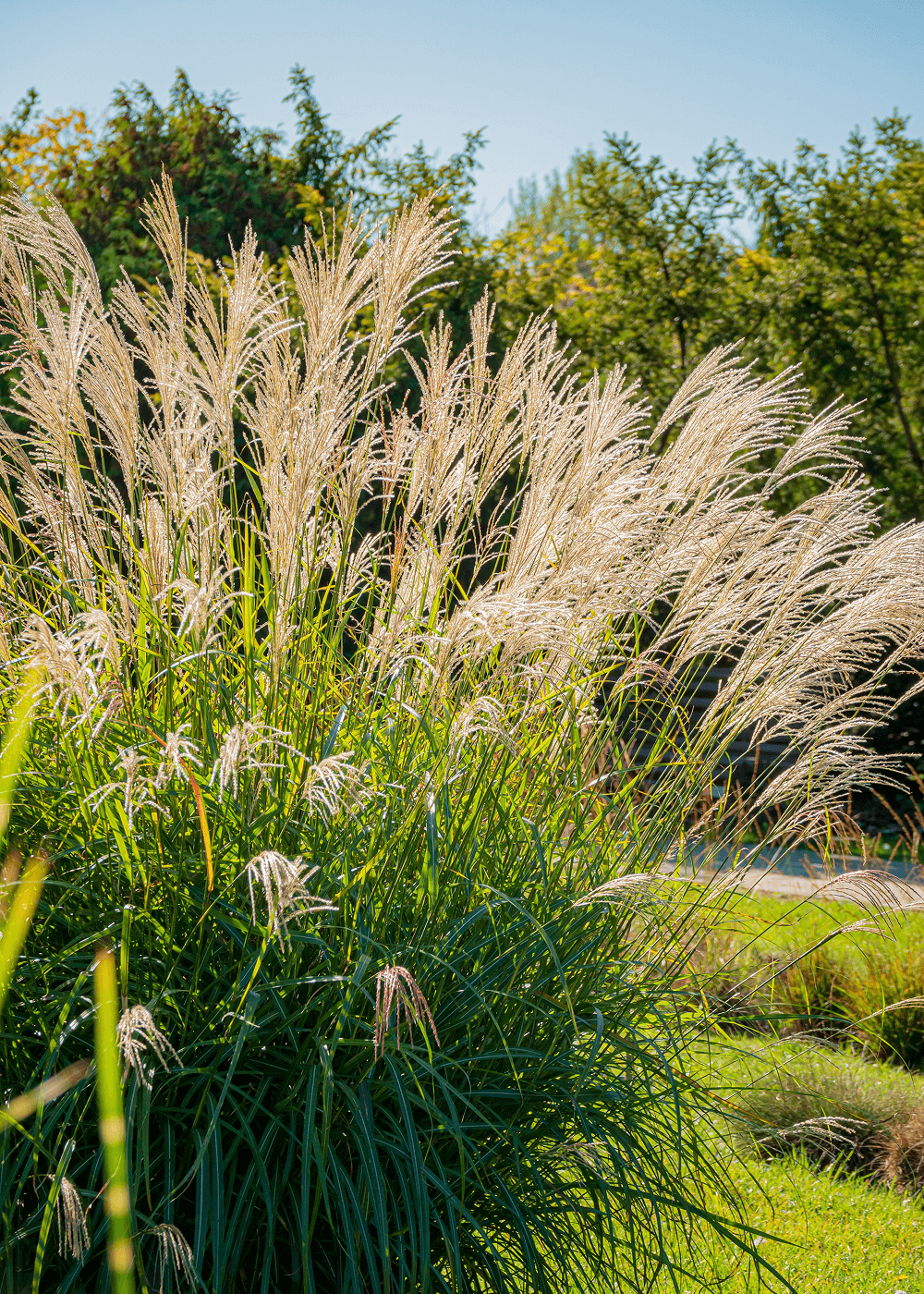 Miscanthus Federweisser