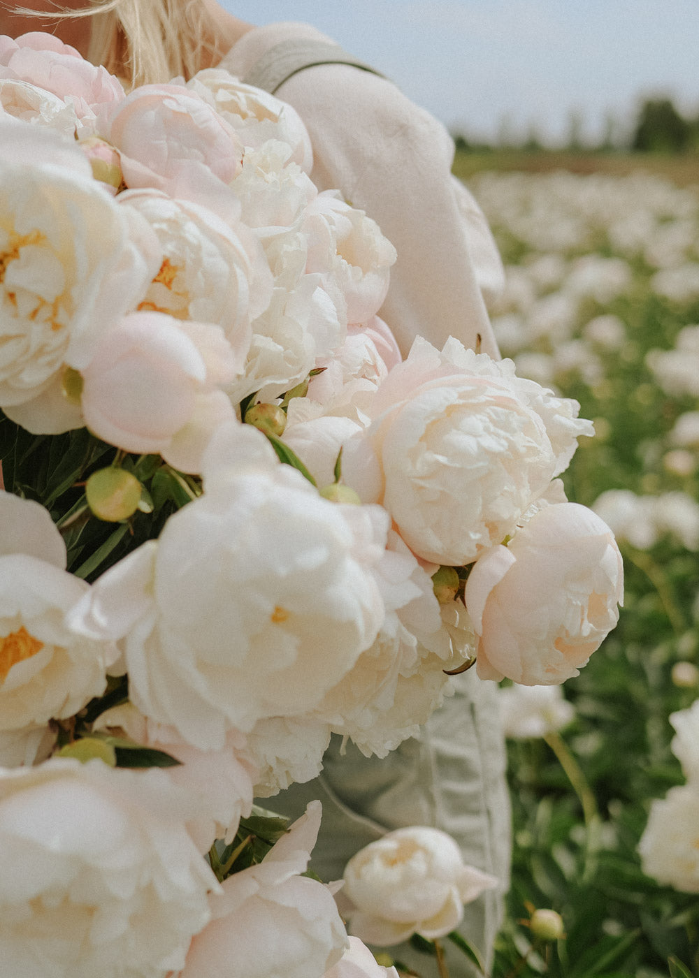 Peony - Miss America