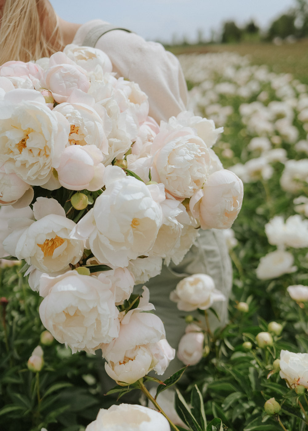 Pfingstrose - Miss America