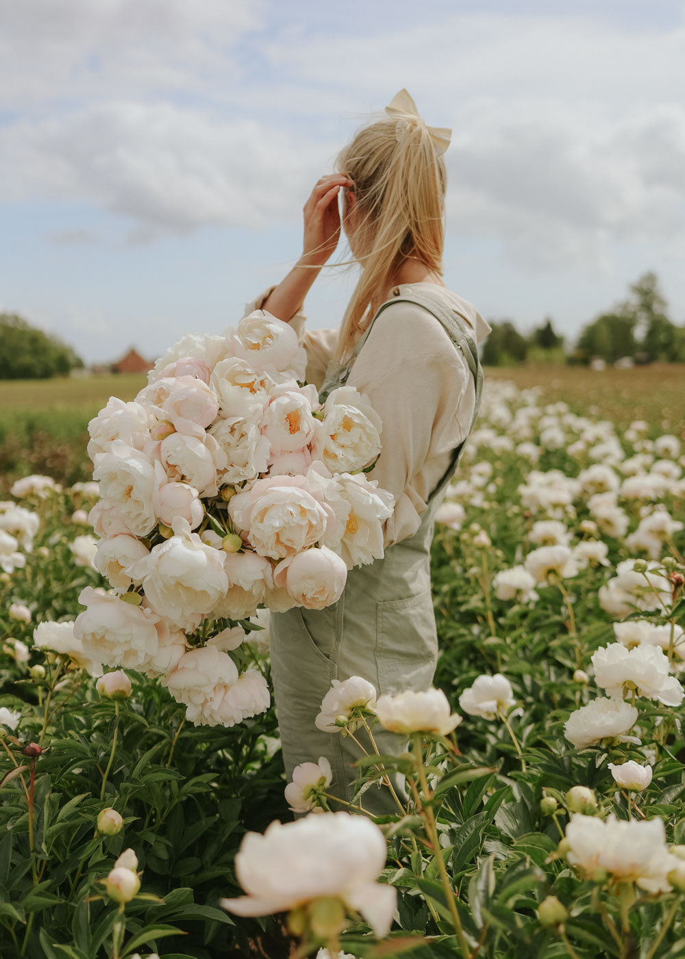 Pfingstrose - Miss America