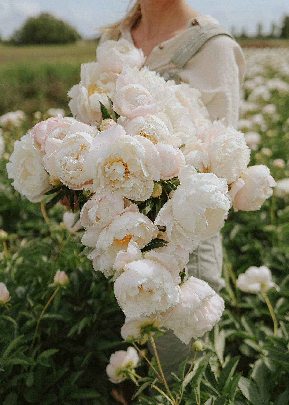 Peony - Miss America