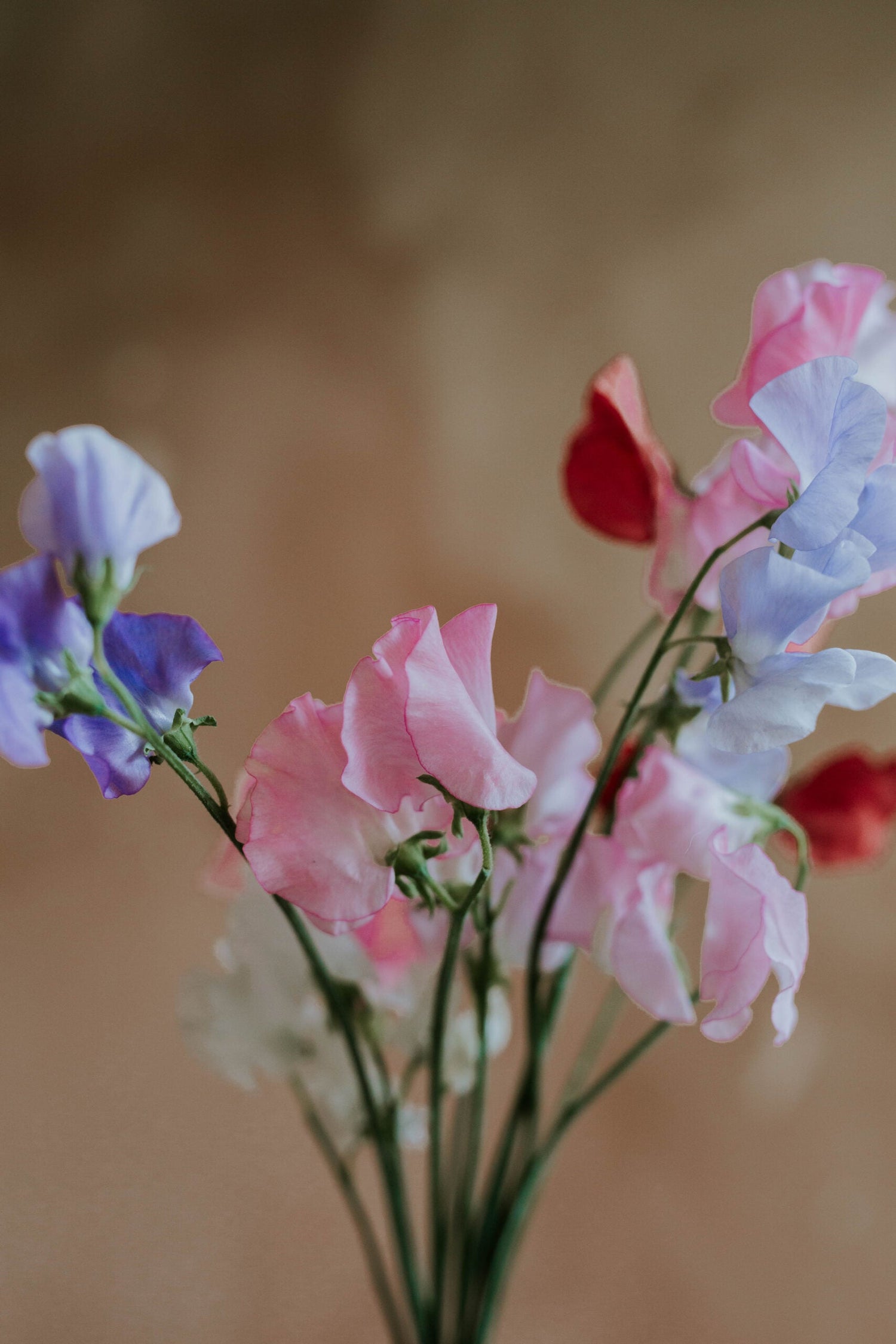 Luktärt - Spencer Mixed