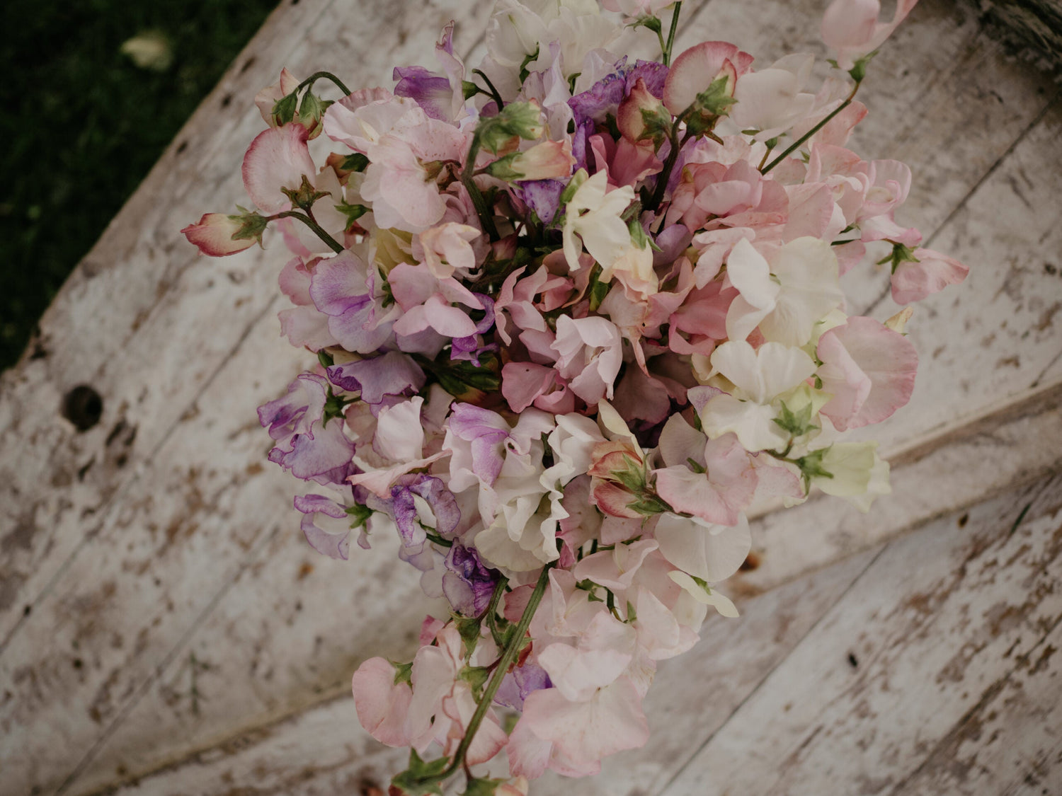 Luktärt - Spencer Mixed