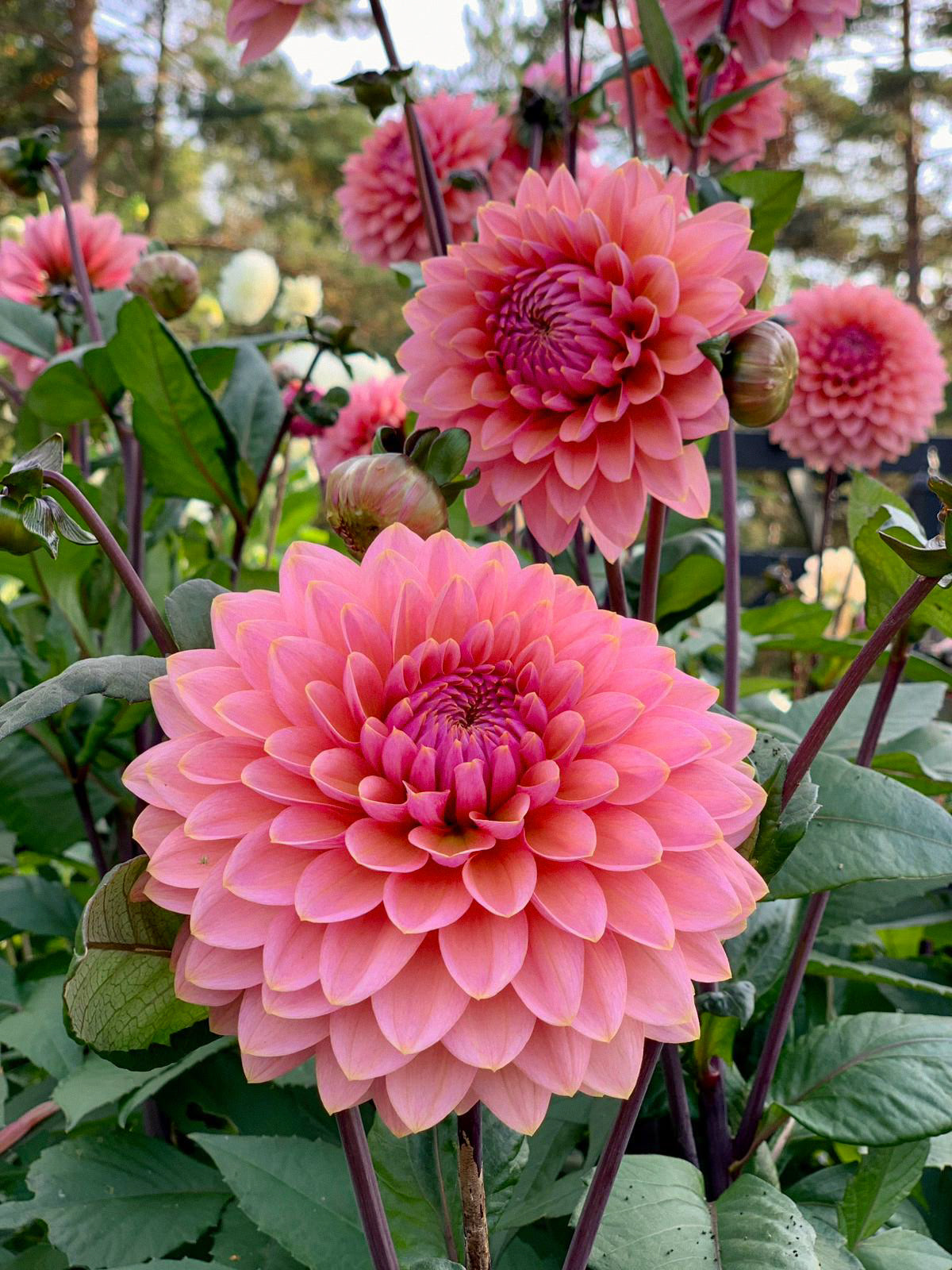 Dahlia - Sweet Sanne