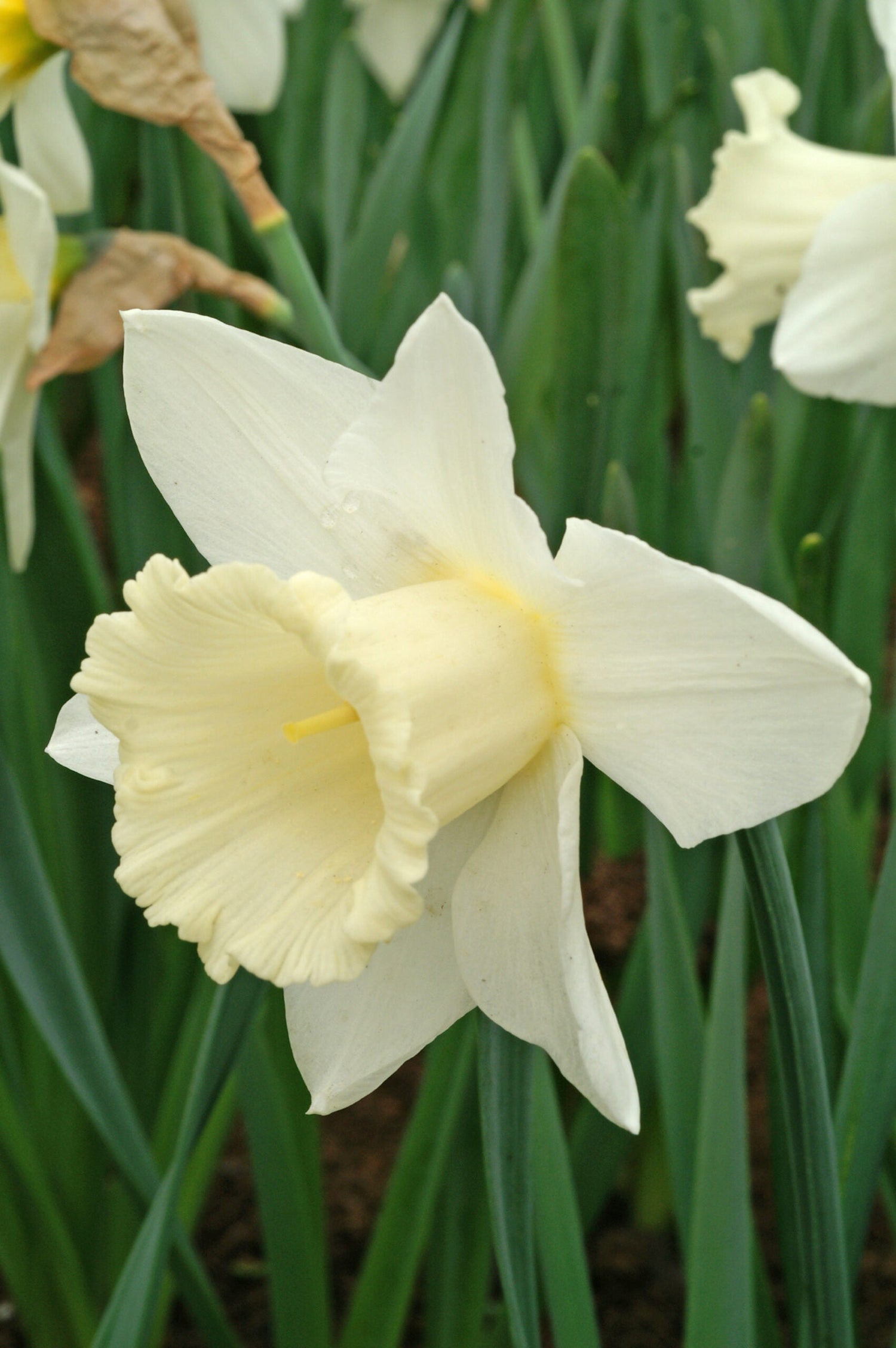 Narcissus - Mount Hood