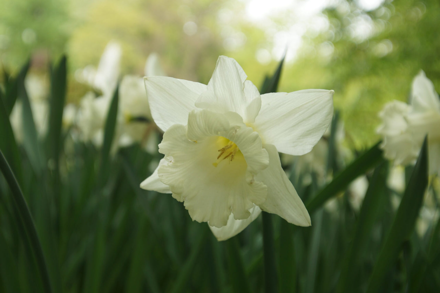 Narcissus - Mount Hood