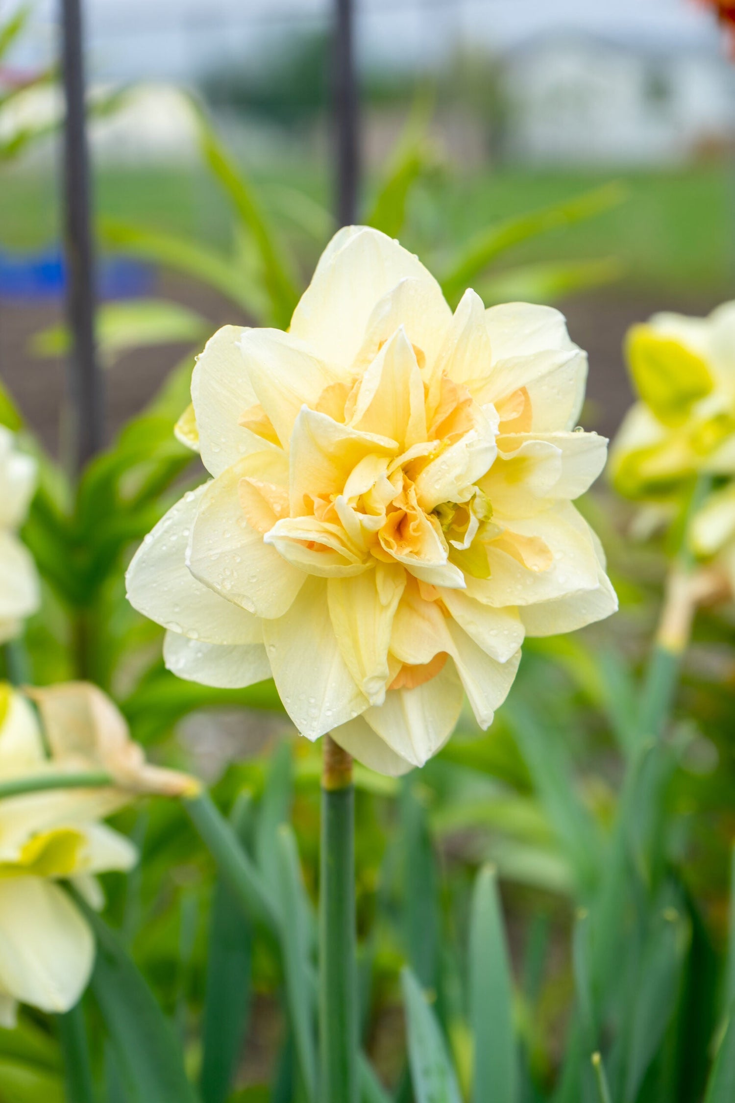 Narcissus - Pom Pom Rose