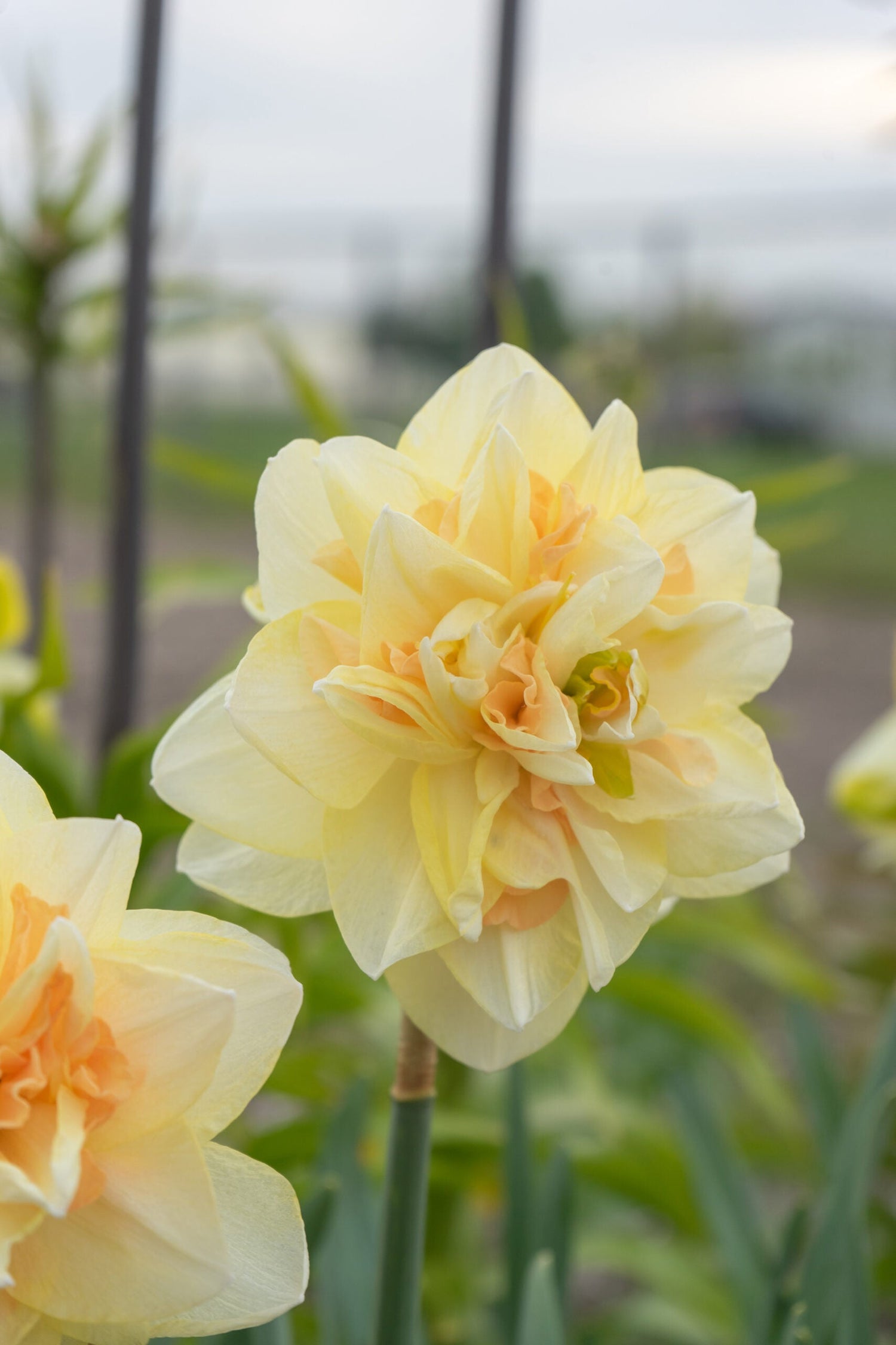 Narcissus - Pom Pom Rose