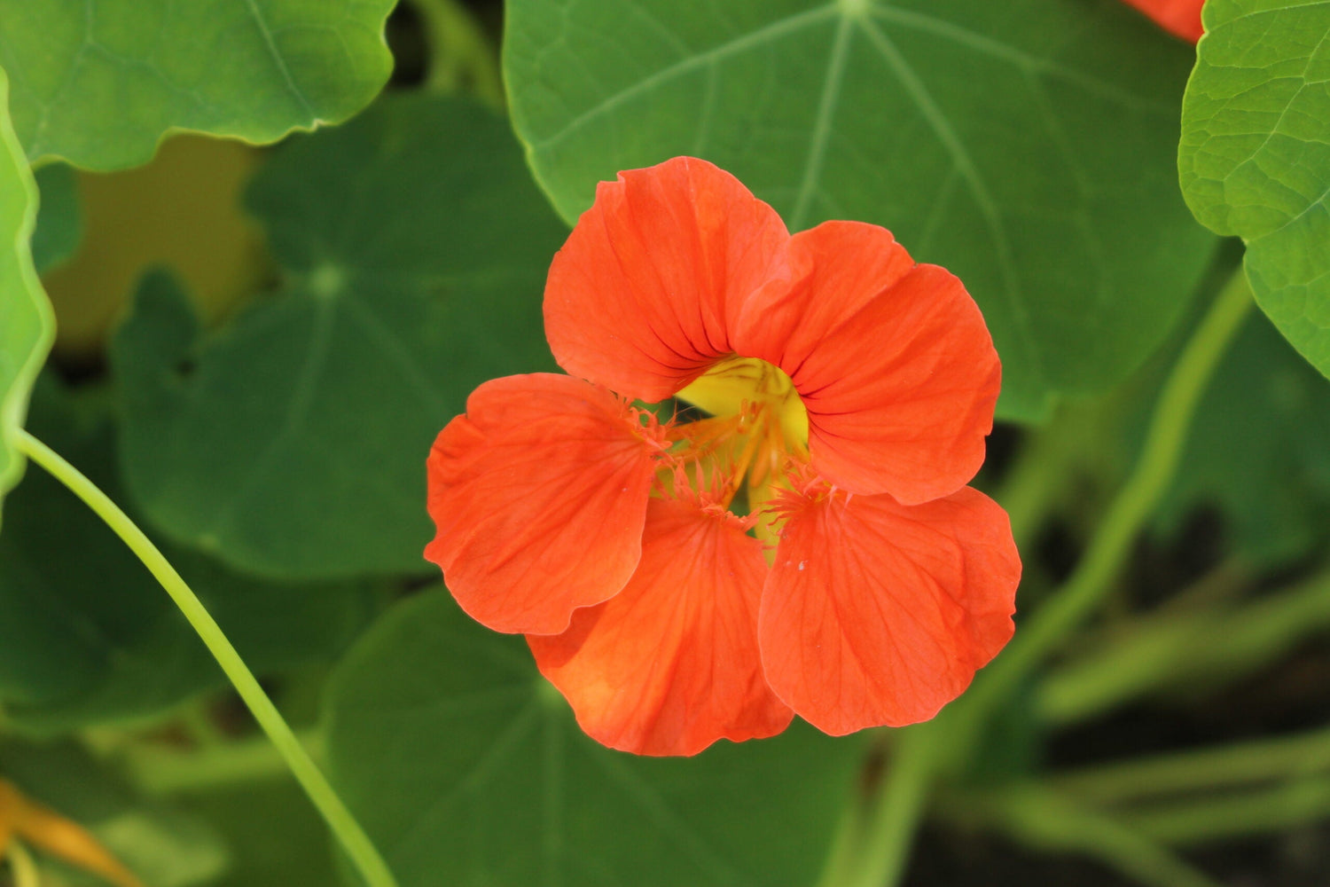 Slingerkrasse - Double Orange Gleam