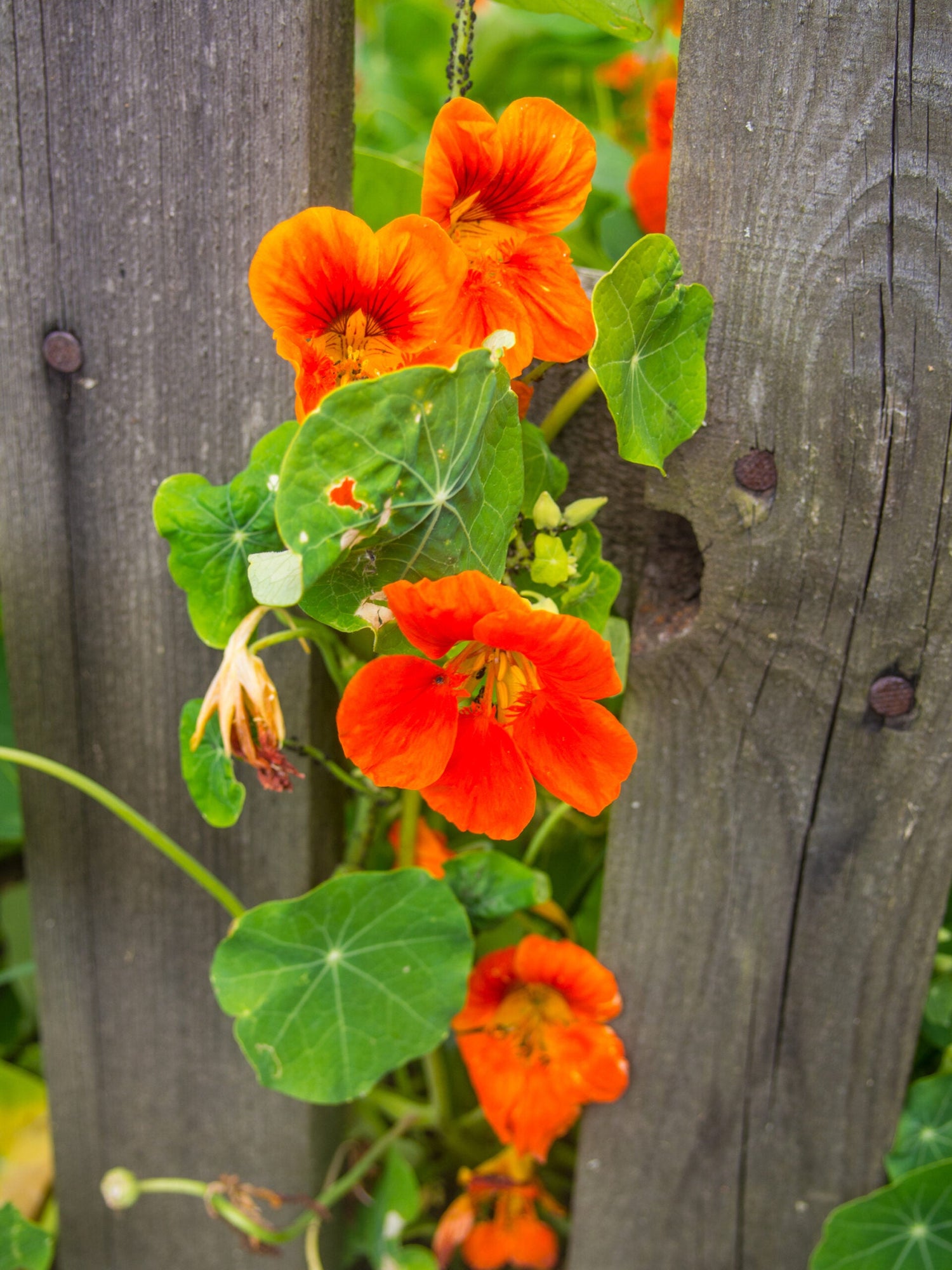 Nasturtium - Double Orange Gleam
