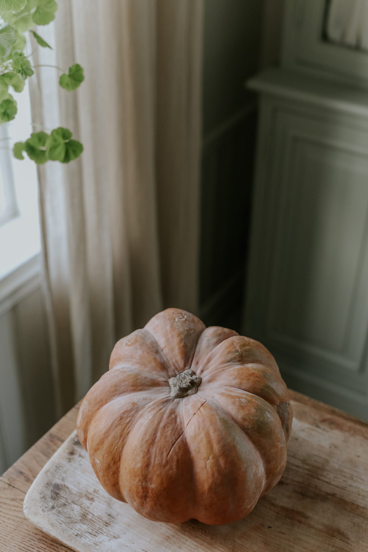 Kürbis - Musquée de Provence