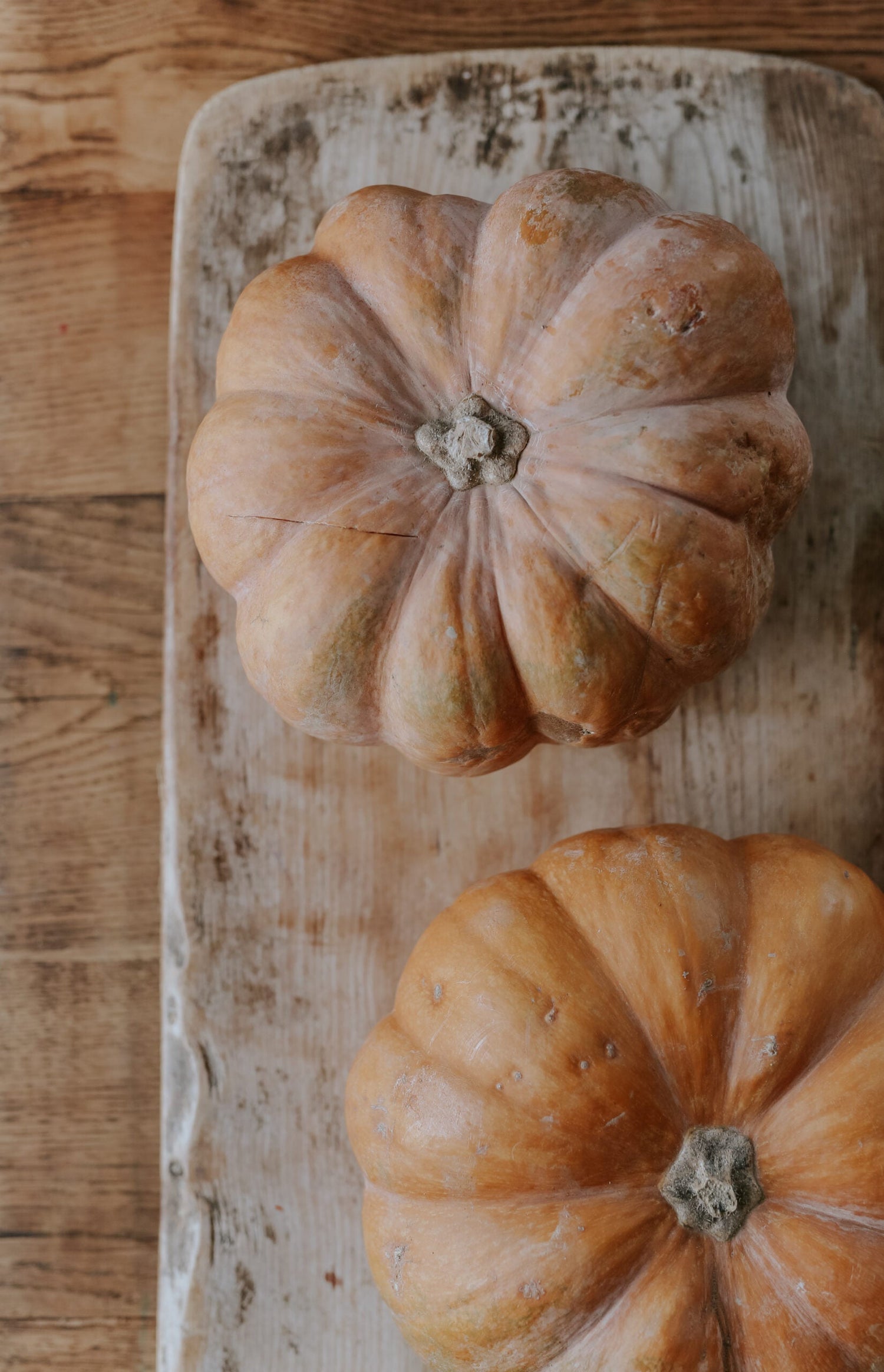 Pumpkin - Musquée de Provence ECO