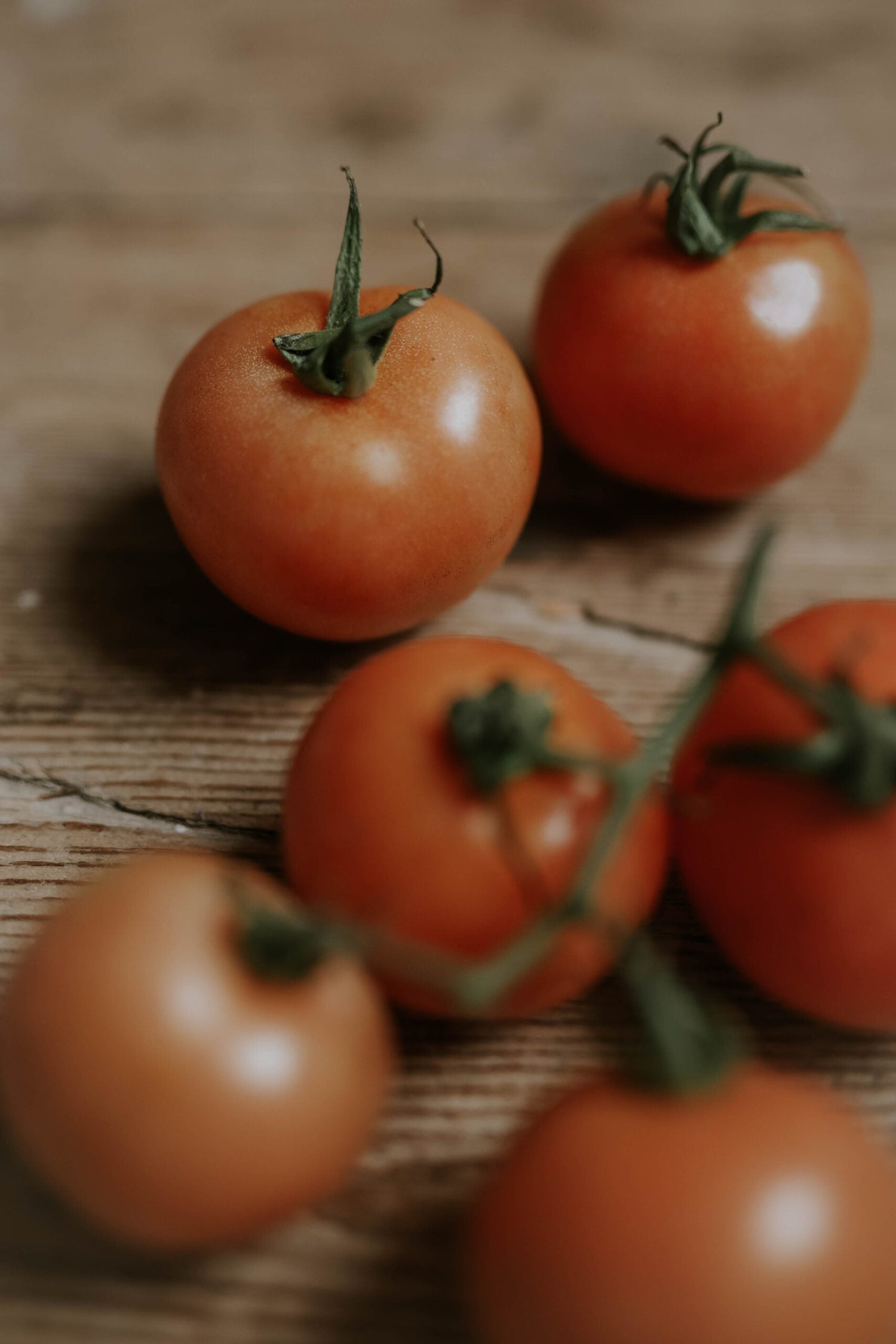 Kirschtomate - Sungold F1