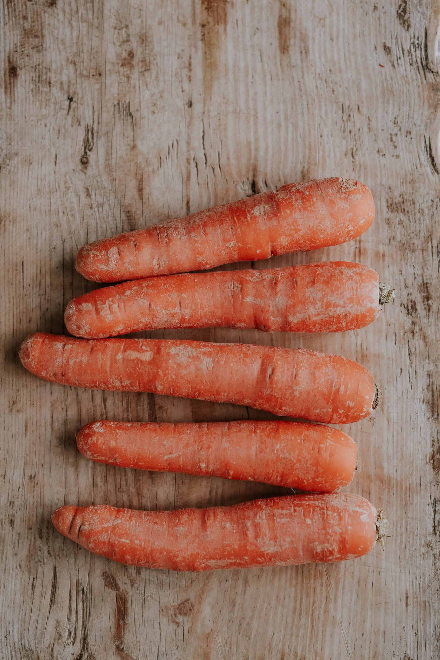 Carrot - Autumn King 2