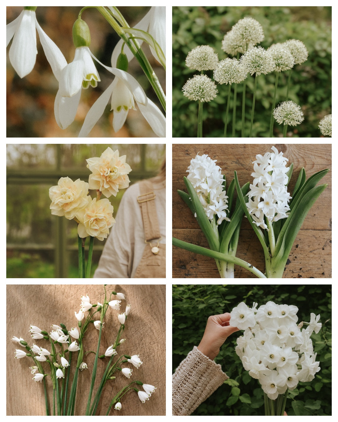 Bulb Pack - Deer-Resistant Favourites