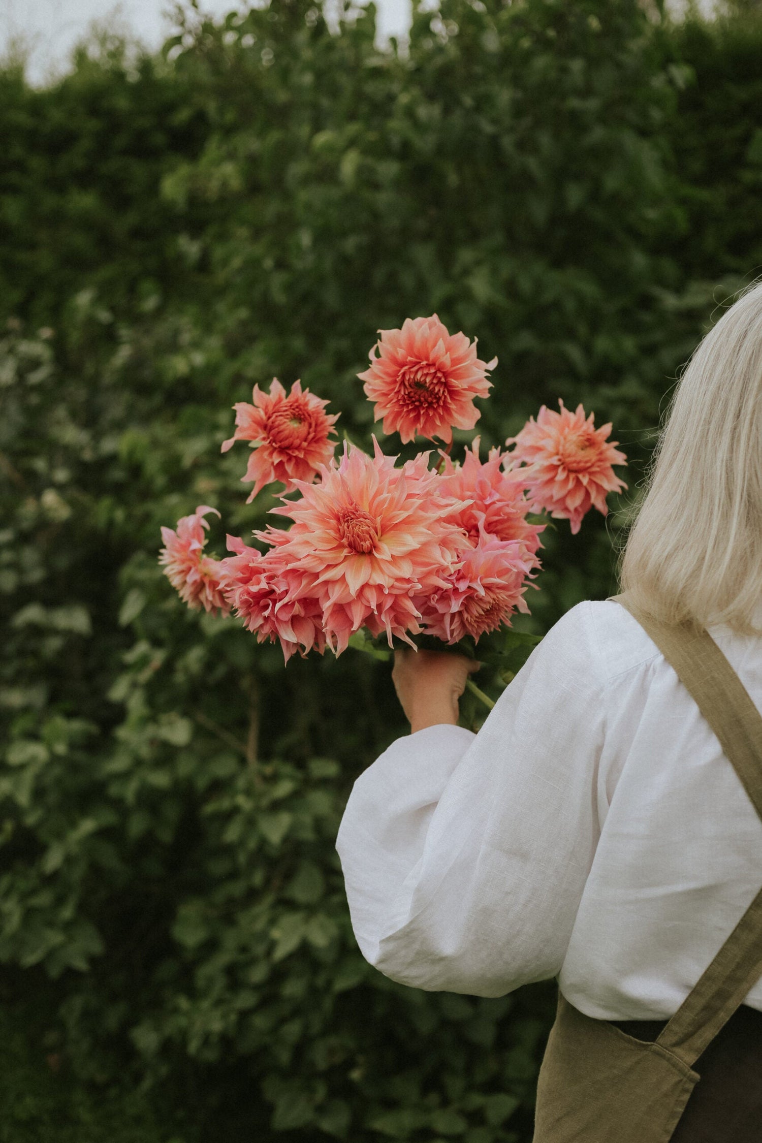 Dahlia - Penhille Watermelon