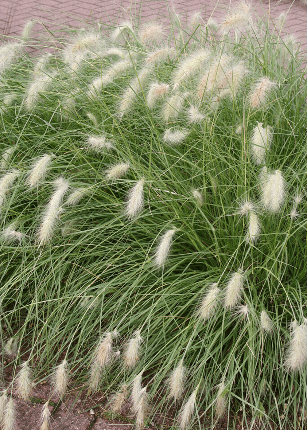 Pennisetum alopecuroides