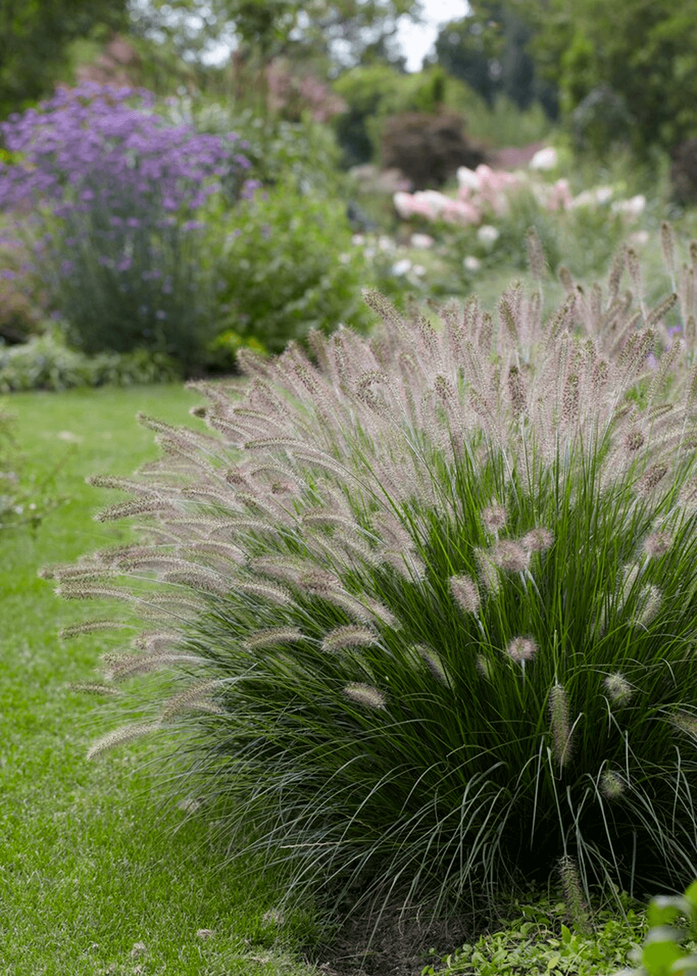 Pennisetum - Hameln