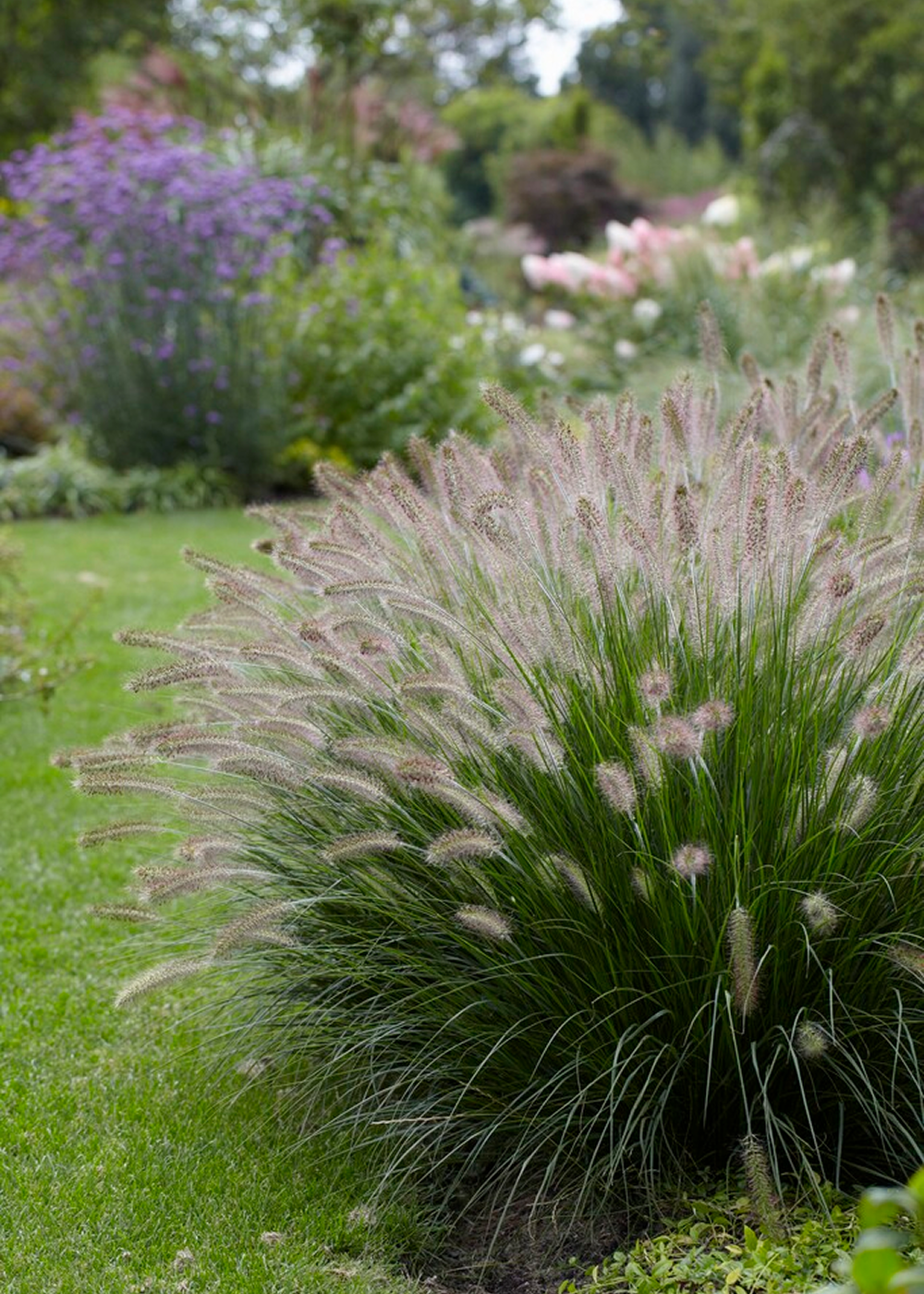 Pennisetum - Red Head