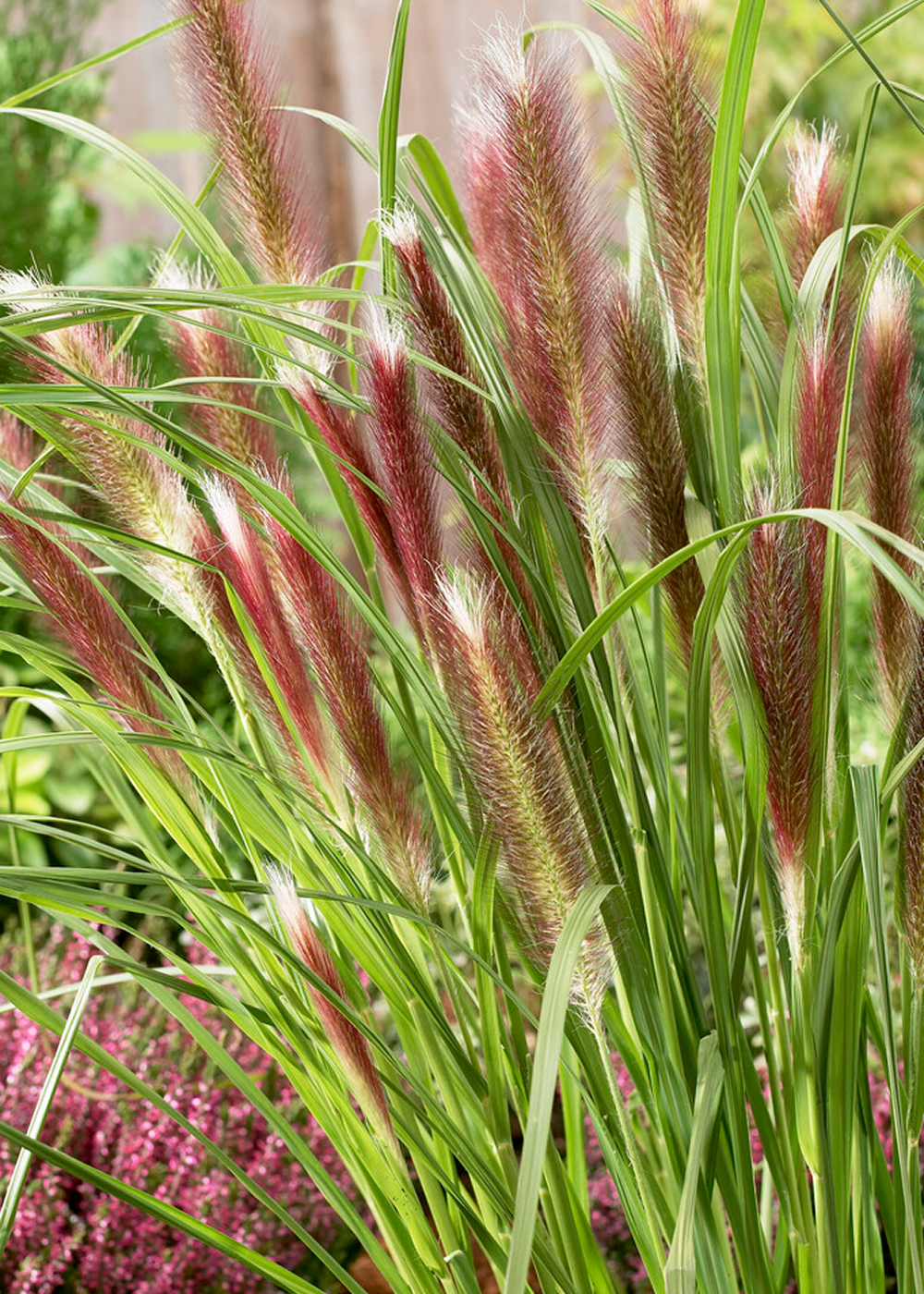 Pennisetum - Red Head