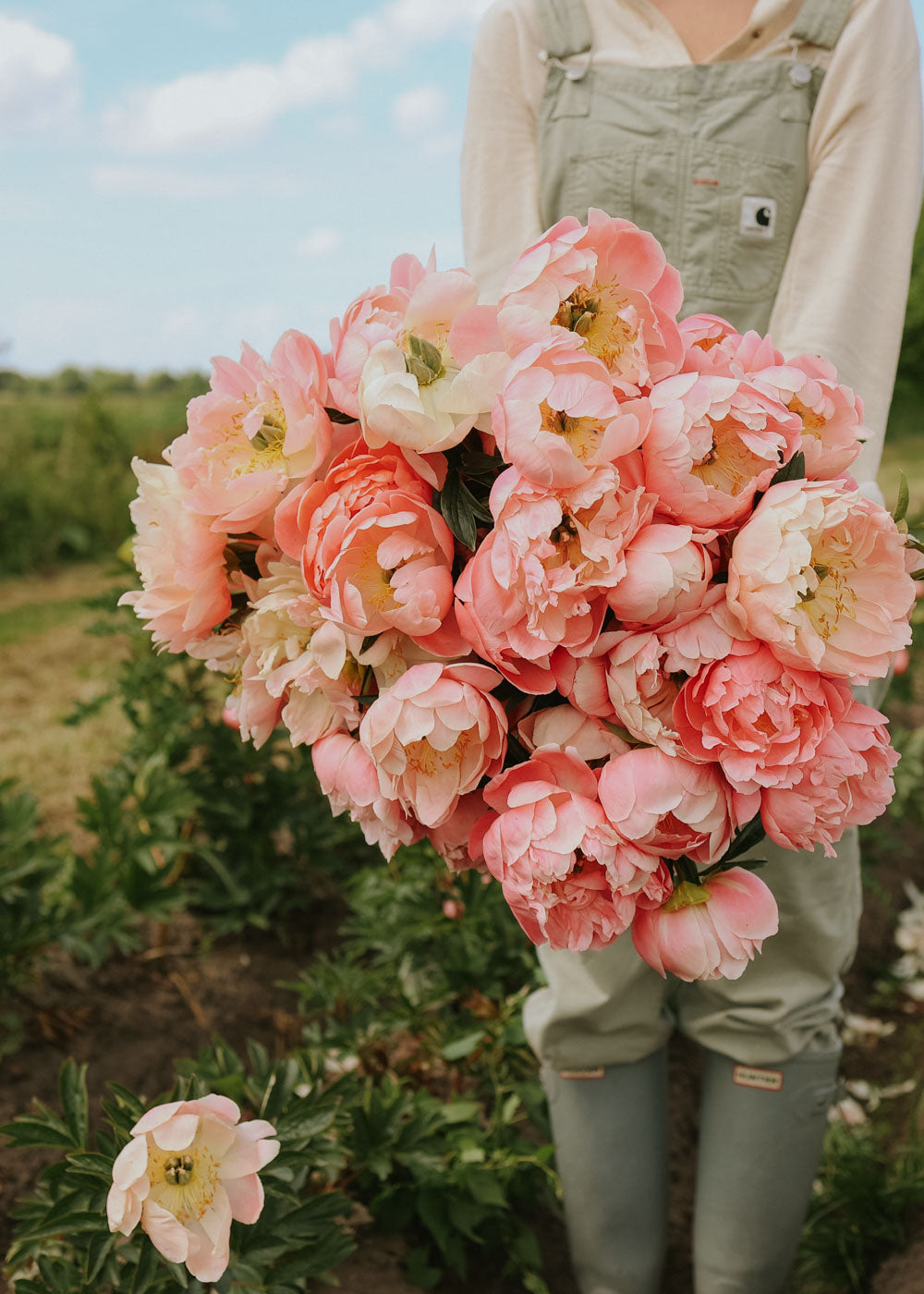 Peony - Hawaiian Coral