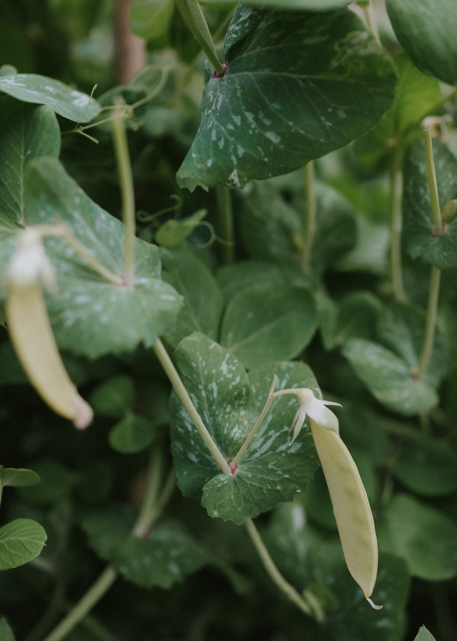 Sockerärt - Golden Sweet