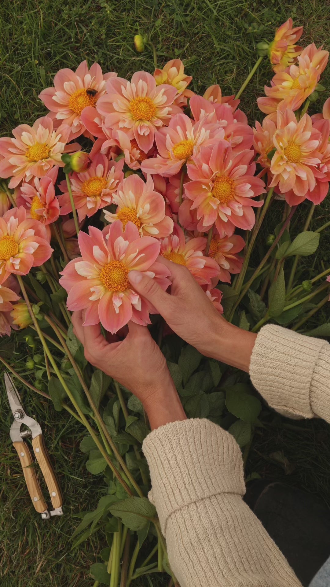 Dahlia - FdM's SOJO