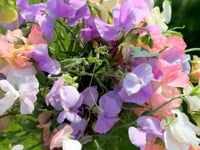 Sweet Pea - Taormina dream mix