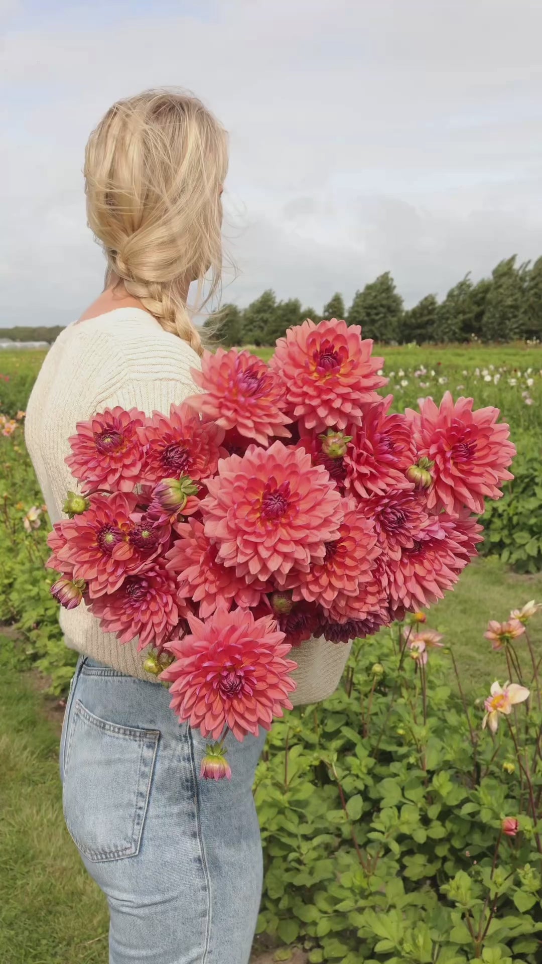 Dahlia - Dutch Pearl