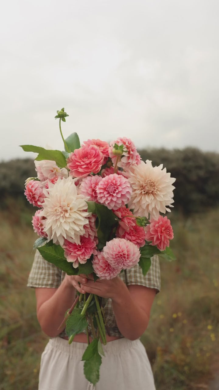 Dahlia - Pastel Collection