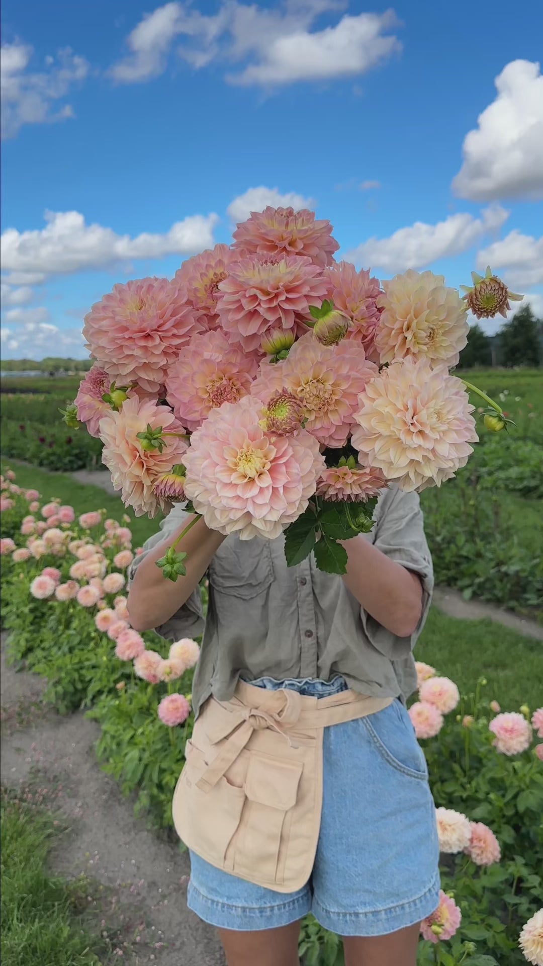 Dahlia - Staburadze