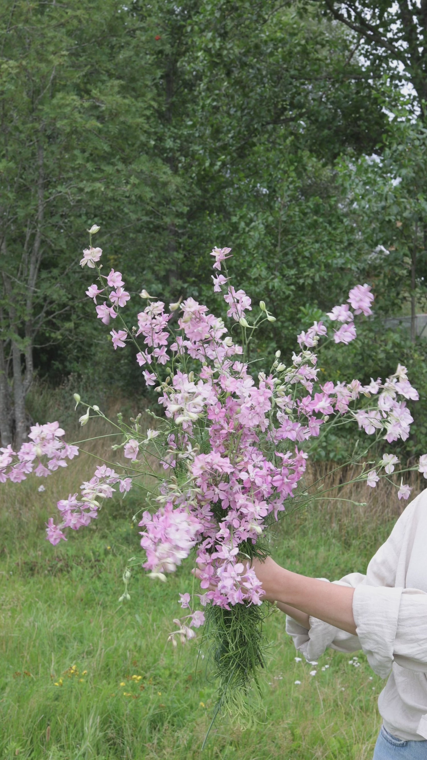 Rittersporn - Fancy Belladonna