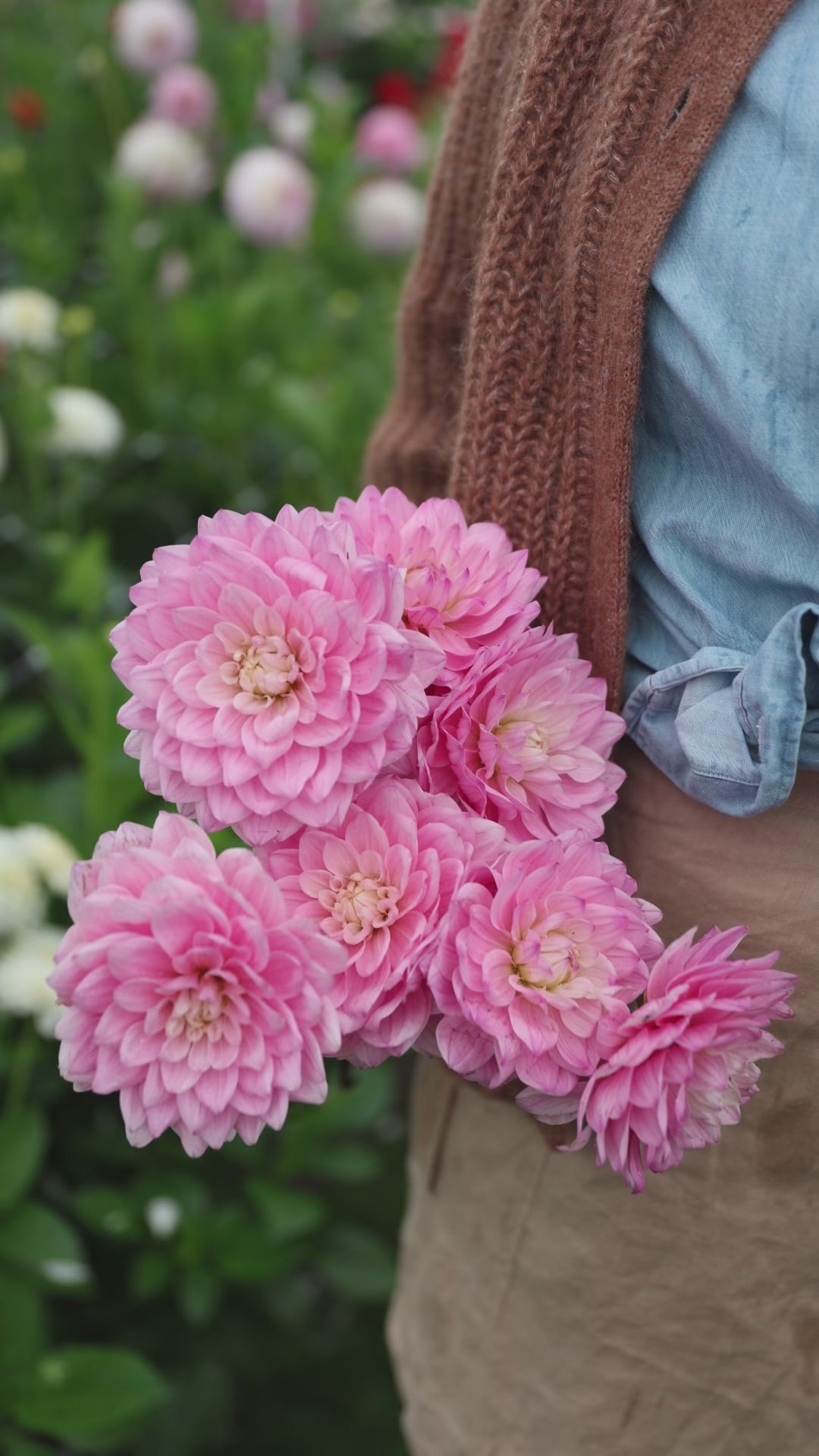 Dahlie - Karma Prospero