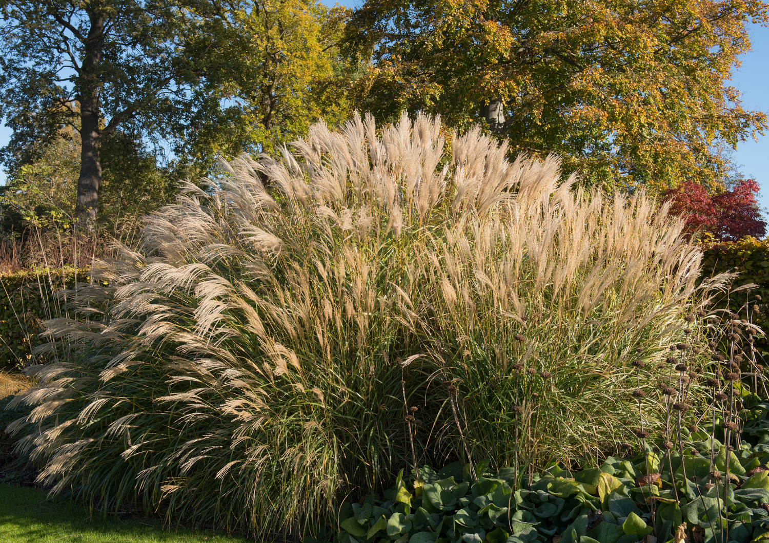 Miscanthus - Morning Light