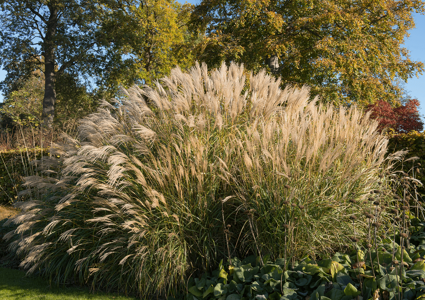 Miscanthus - Morning Light