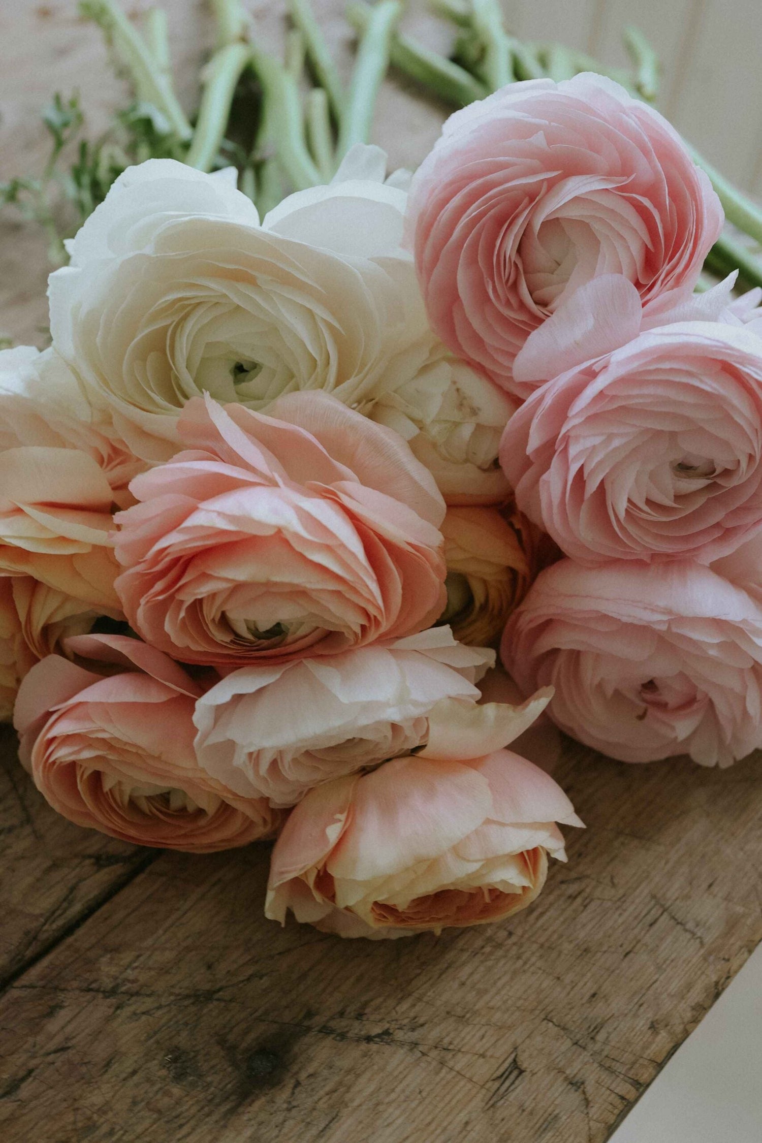 Ranunkel - Elegance Pastello Mix