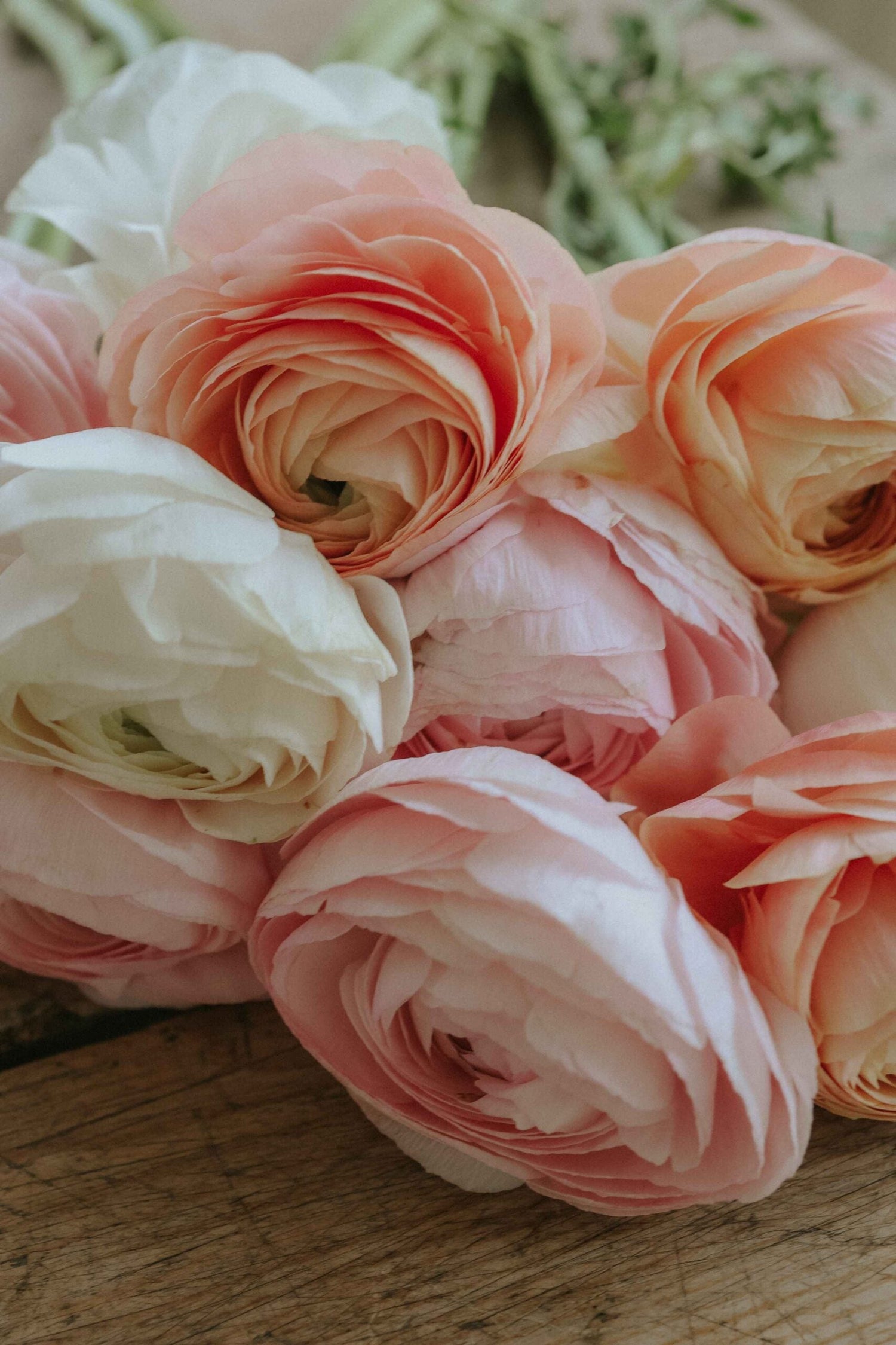 Ranunculus - Elegance Pastello Mix