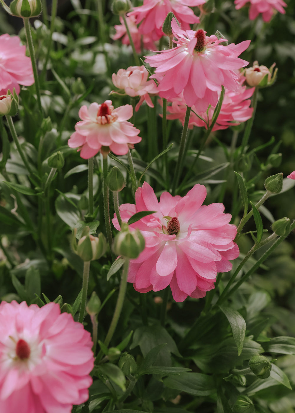 Ranunculus – Nat Moderna Venus