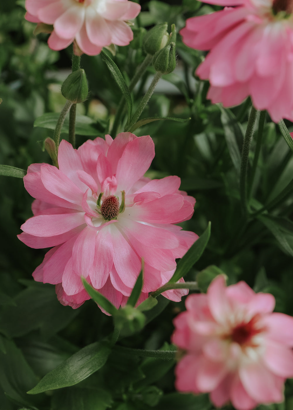 Ranunculus – Nat Moderna Venus