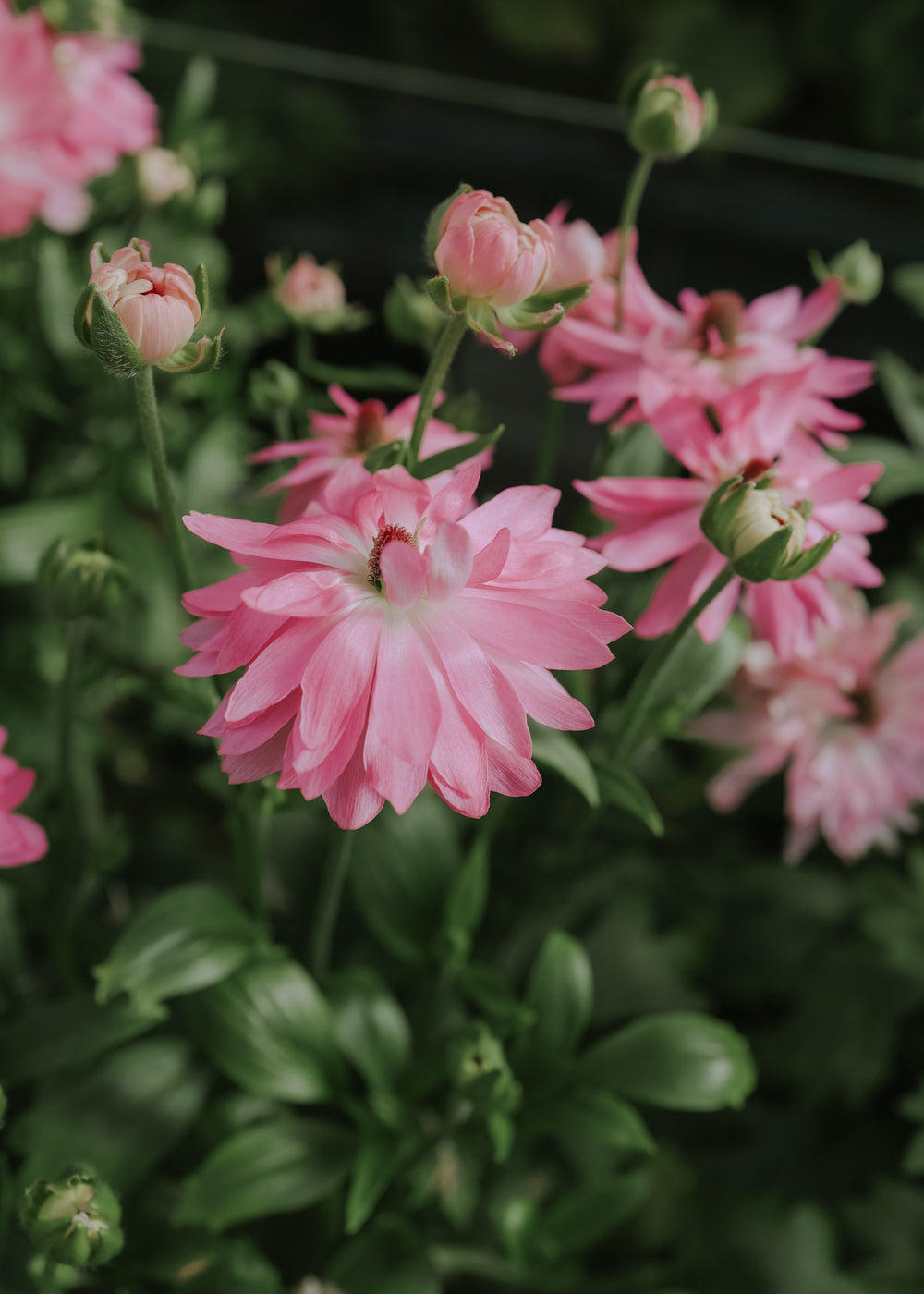 Ranunculus – Nat Moderna Venus